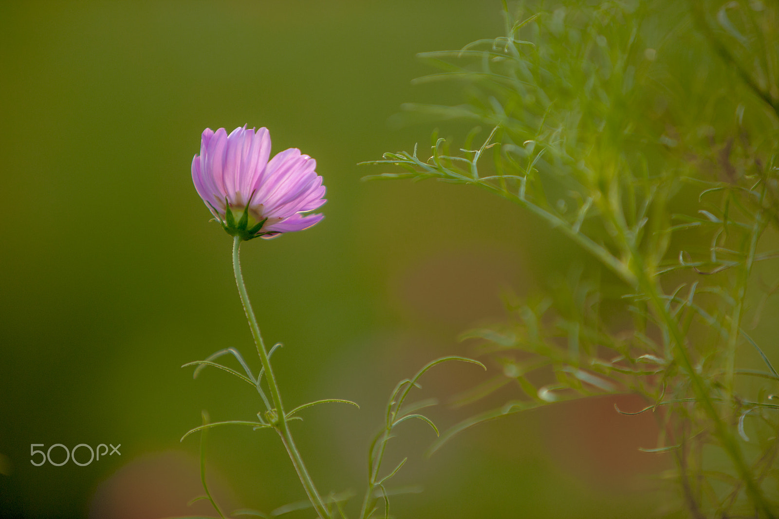 Canon EOS-1Ds Mark III sample photo. Cosmos photography