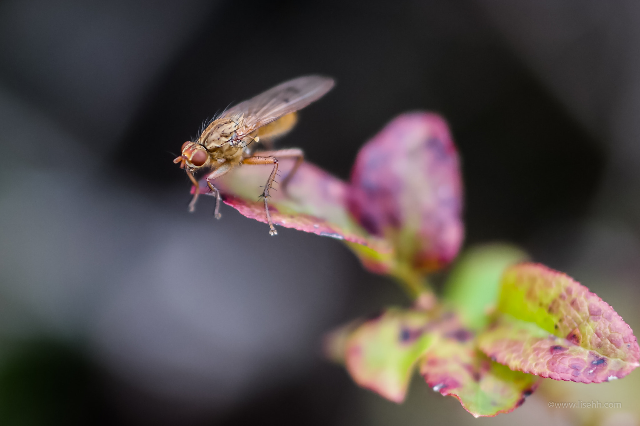 Samsung NX30 + NX 60mm F2.8 Macro sample photo. Fly photography