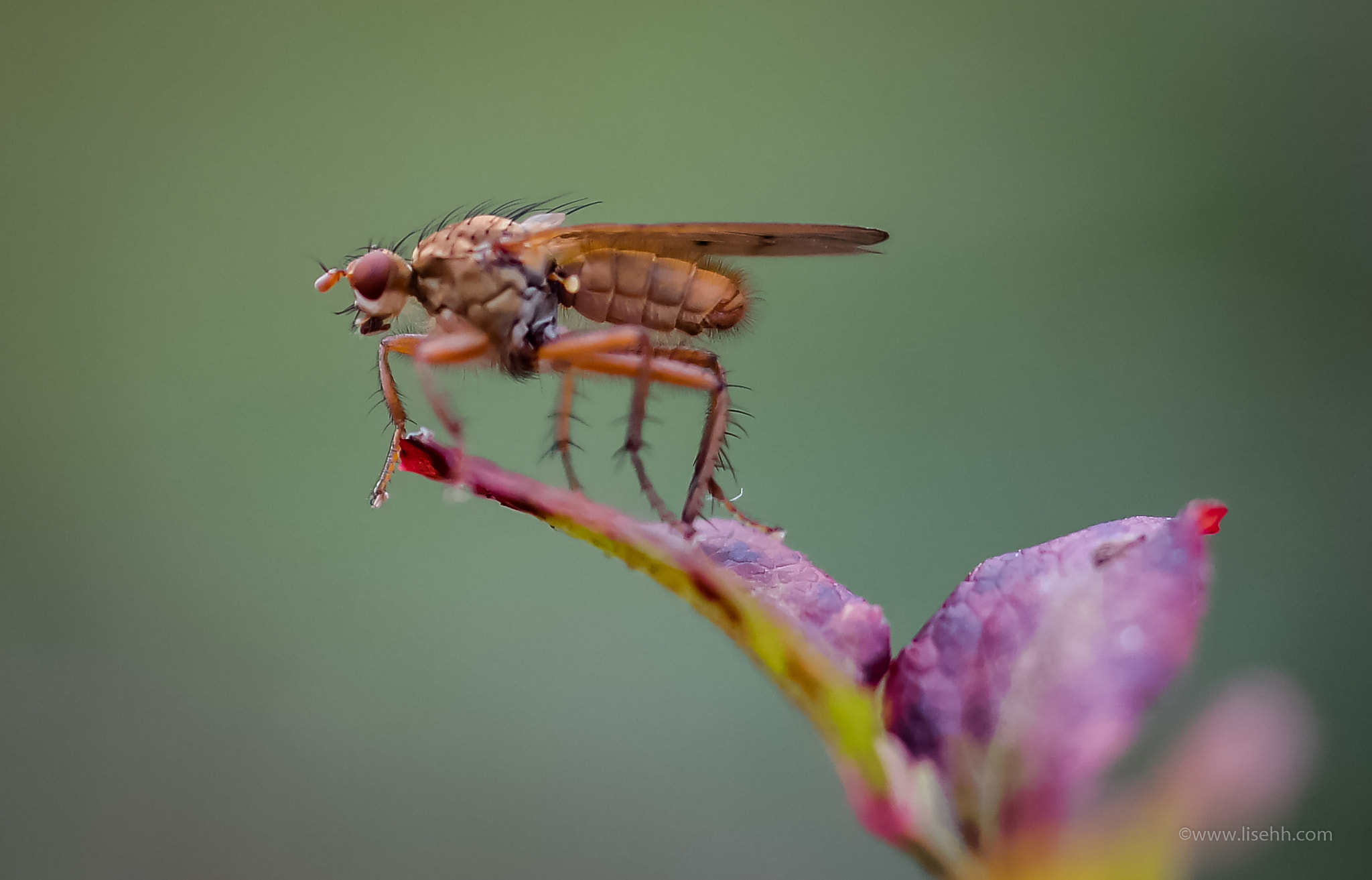 NX 60mm F2.8 Macro sample photo. Fly photography