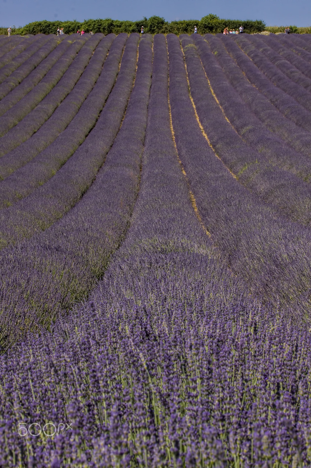 Canon EF-S 60mm F2.8 Macro USM sample photo. Lordington lavender fields ii photography