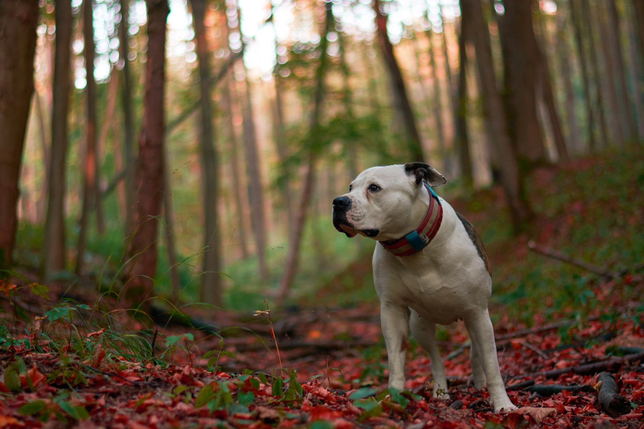 Nikon AF-S Nikkor 50mm F1.8G sample photo. Astrid dog...bull dog photography