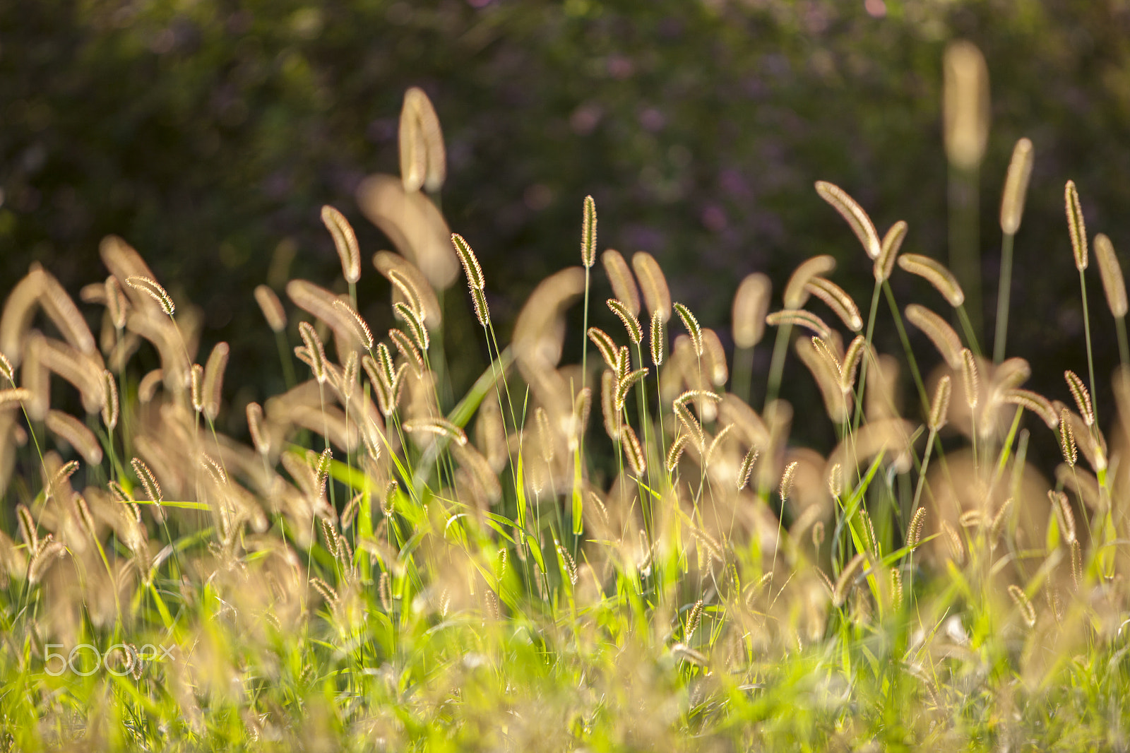 Canon EOS-1Ds Mark III sample photo. Green foxtail and lespedeza photography