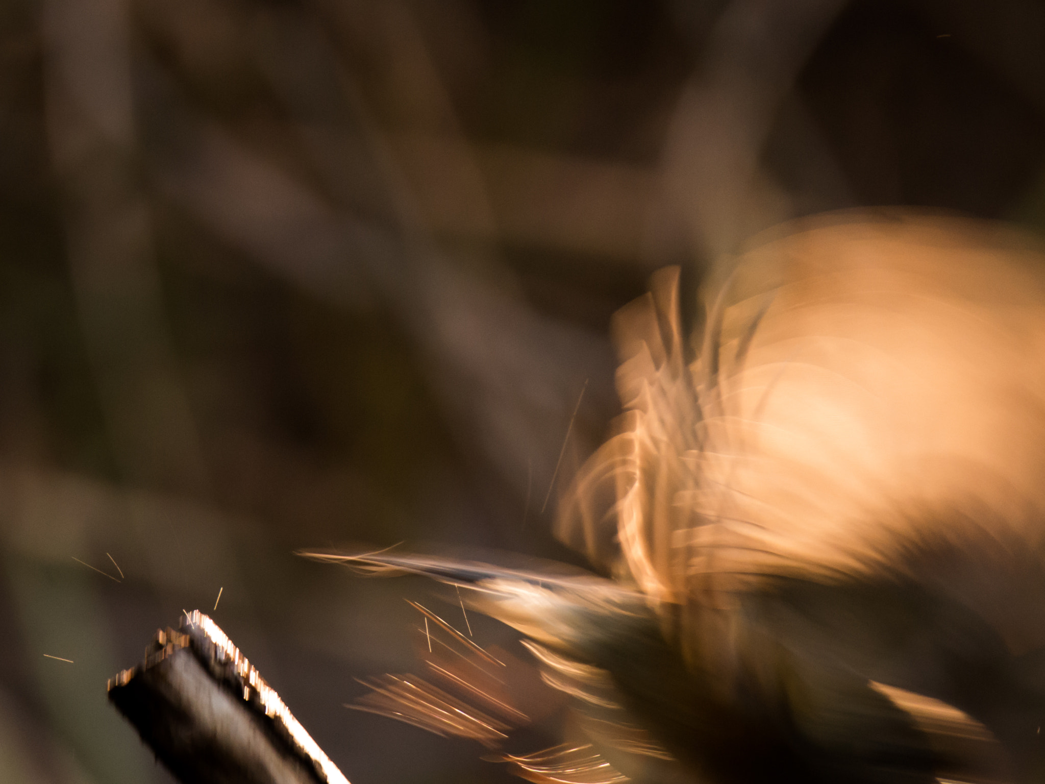 Nikon D800E sample photo. ｆｌｙ photography