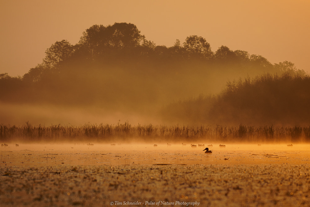 150-600mm F5-6.3 DG OS HSM | Sports 014 sample photo. Morning fog photography