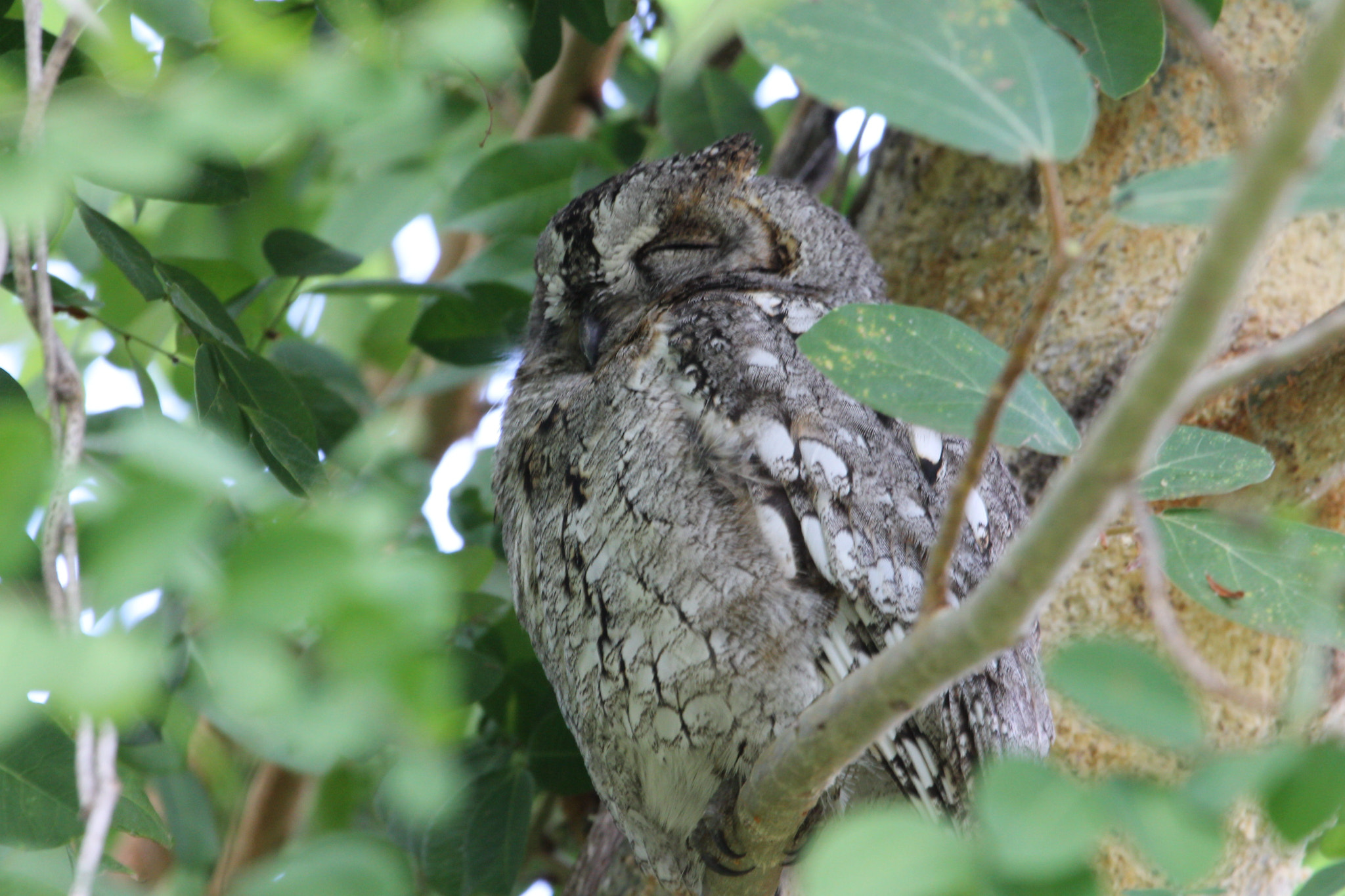 Canon EF 100-400mm F4.5-5.6L IS USM sample photo