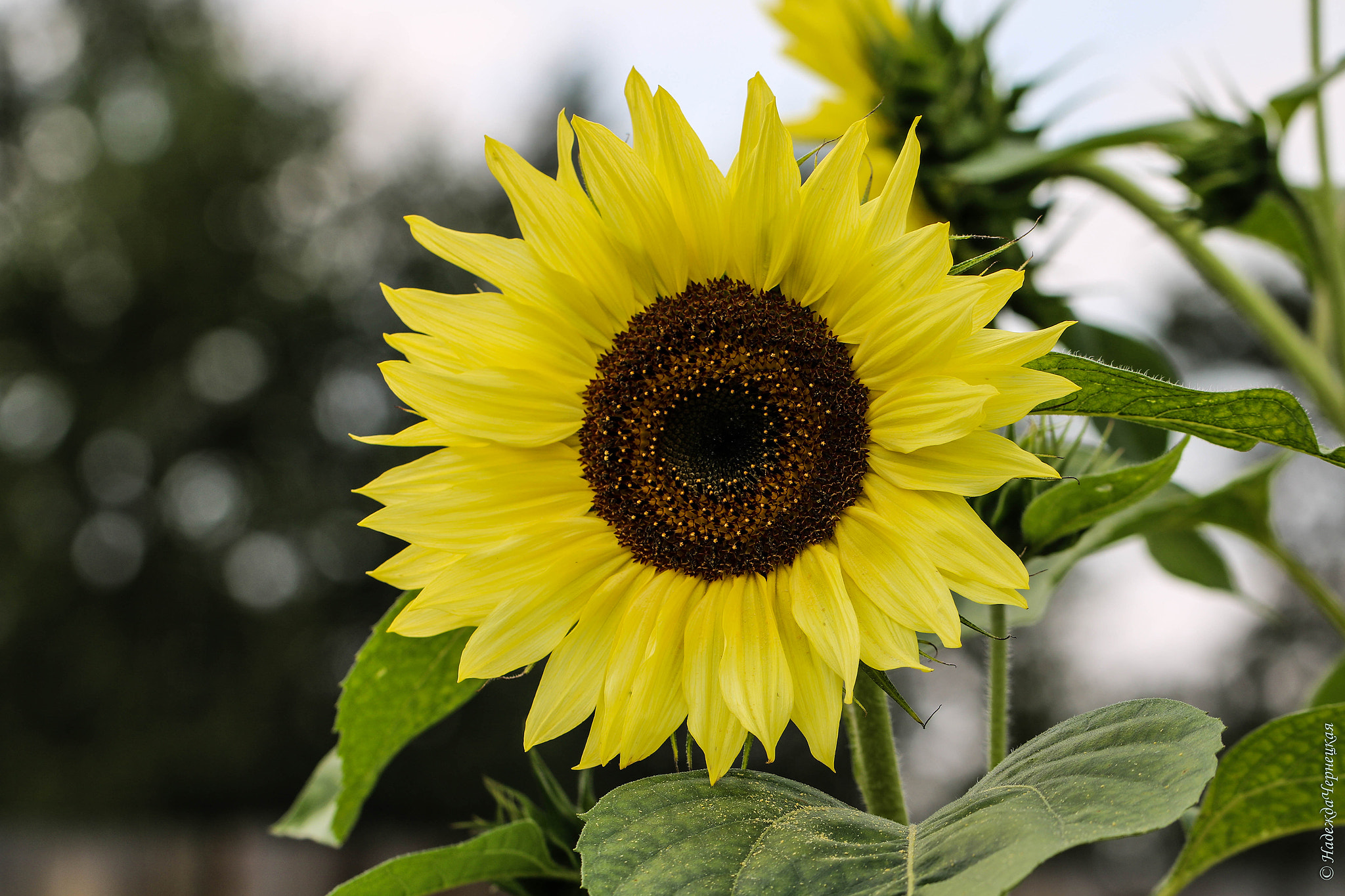 Canon EOS 750D (EOS Rebel T6i / EOS Kiss X8i) + Canon EF 100mm F2.8L Macro IS USM sample photo. Солнечный круг. sunflower photography