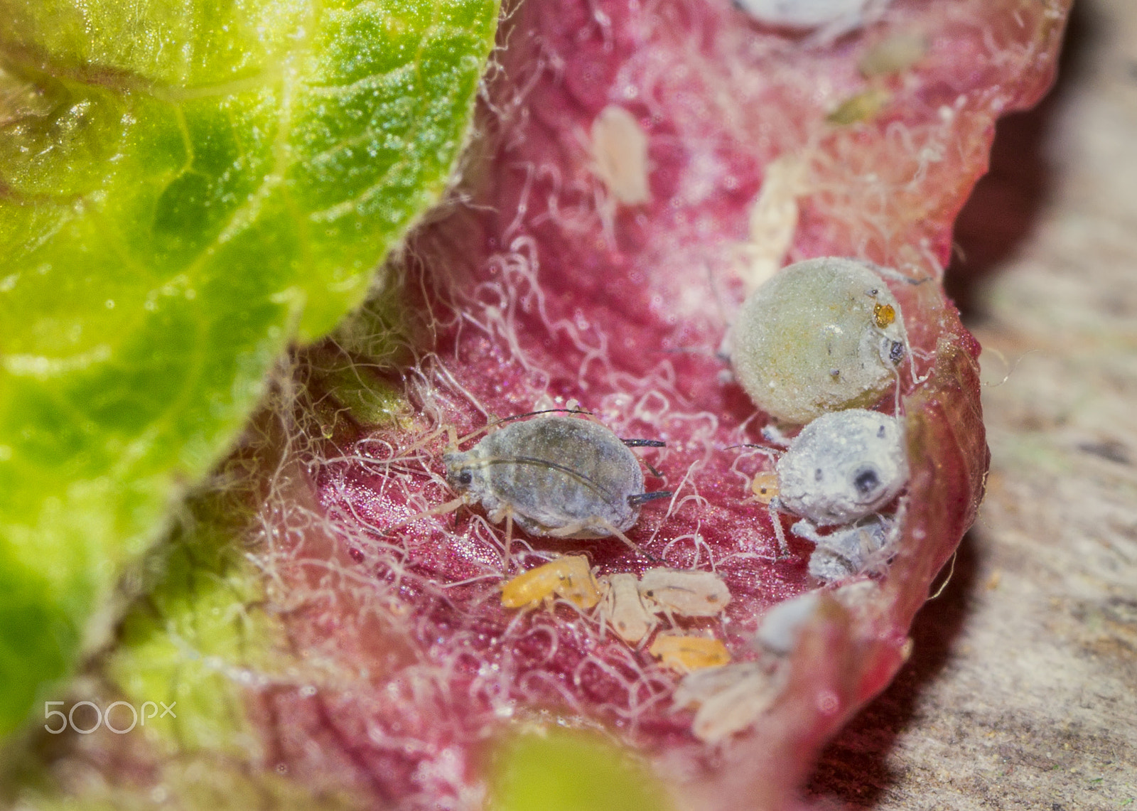 Canon MP-E 65mm F2.5 1-5x Macro Photo sample photo. Aphids photography