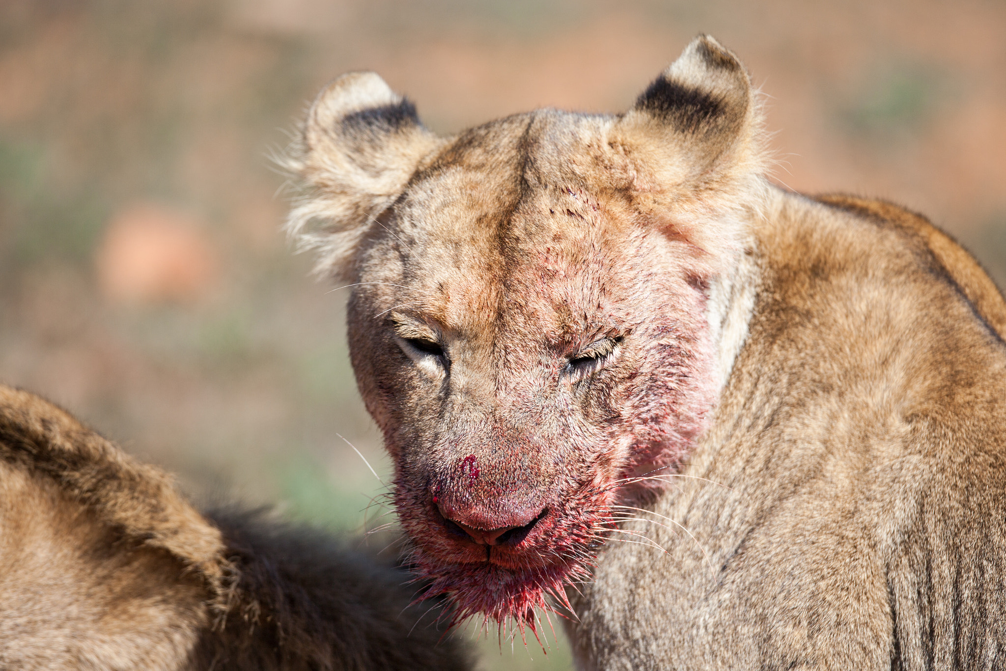 Canon EOS 5D Mark II + Canon EF 400mm F2.8L IS USM sample photo. Lion kill photography