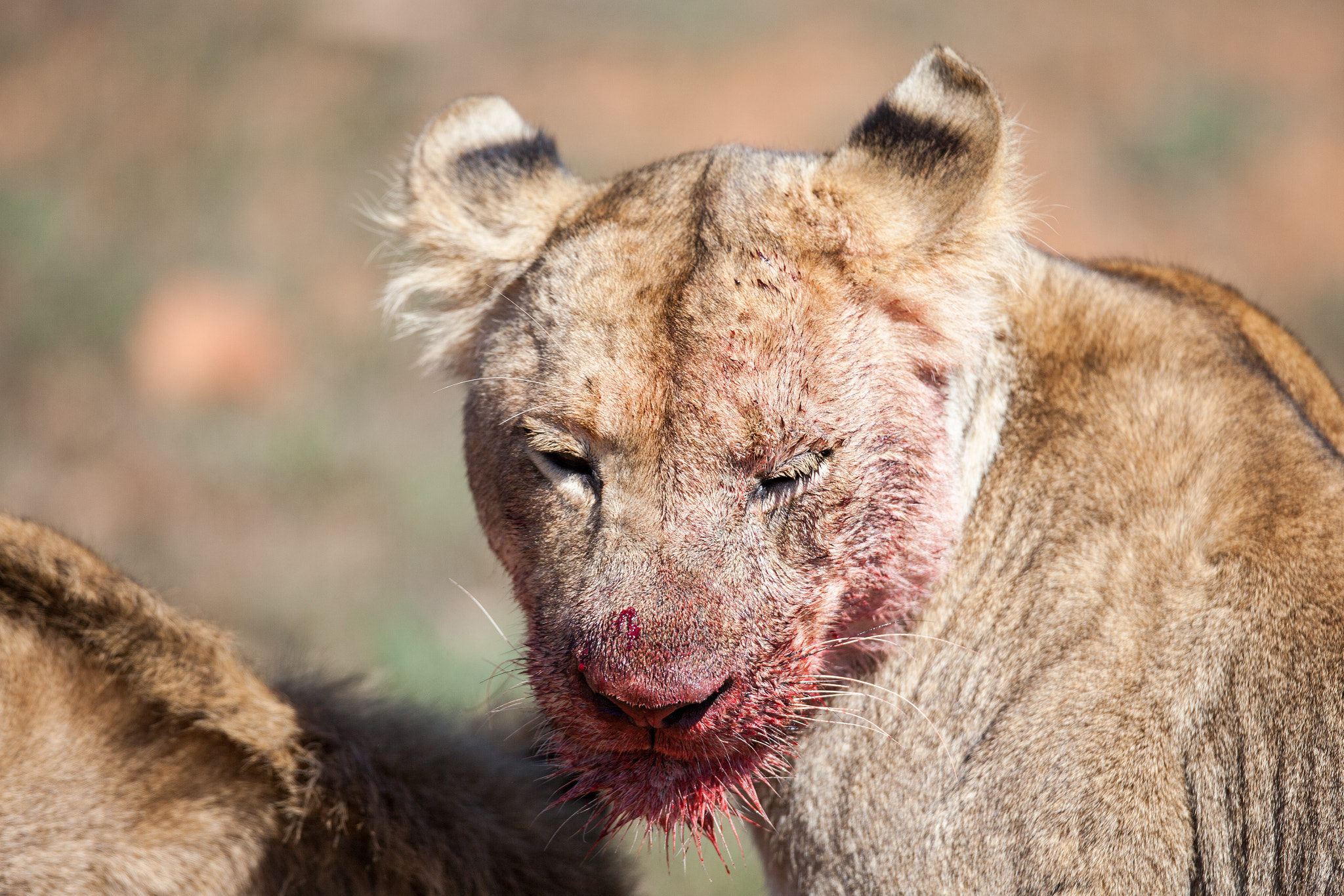 Canon EF 400mm F2.8L IS USM sample photo. Lion kill photography