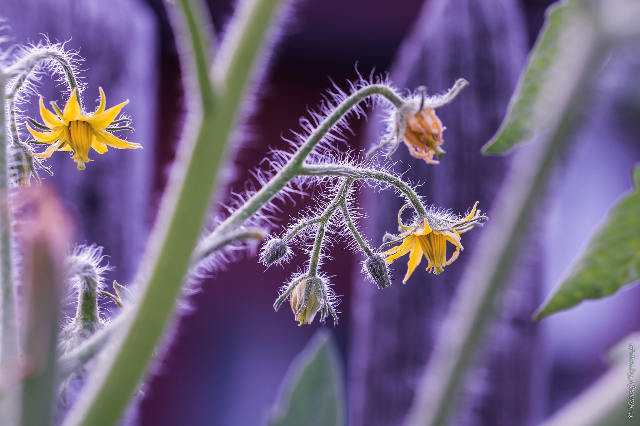 Canon EOS 750D (EOS Rebel T6i / EOS Kiss X8i) + Canon EF 100mm F2.8L Macro IS USM sample photo. Помидорочки. tomato flowers. photography