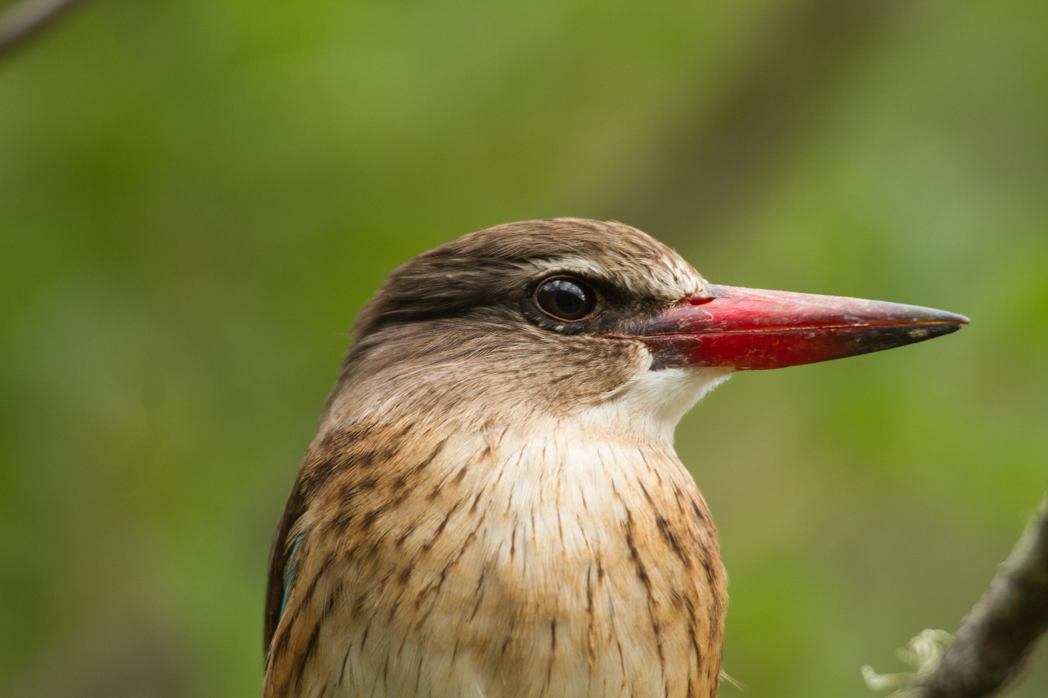 Canon EOS 7D + Canon EF 400mm F2.8L IS USM sample photo. Brown-hooded kingfisher photography