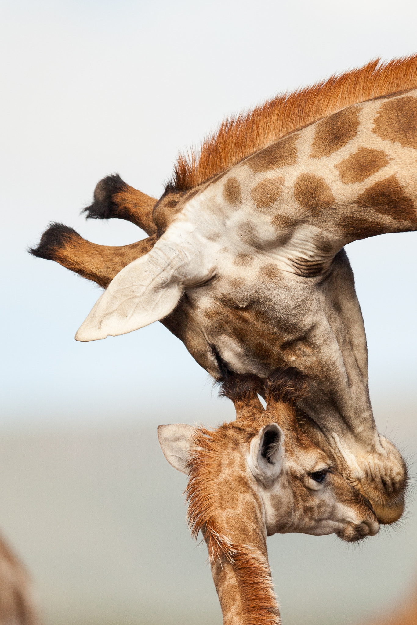 Canon EOS 5D Mark II + Canon EF 400mm F2.8L IS USM sample photo. Motherly love photography