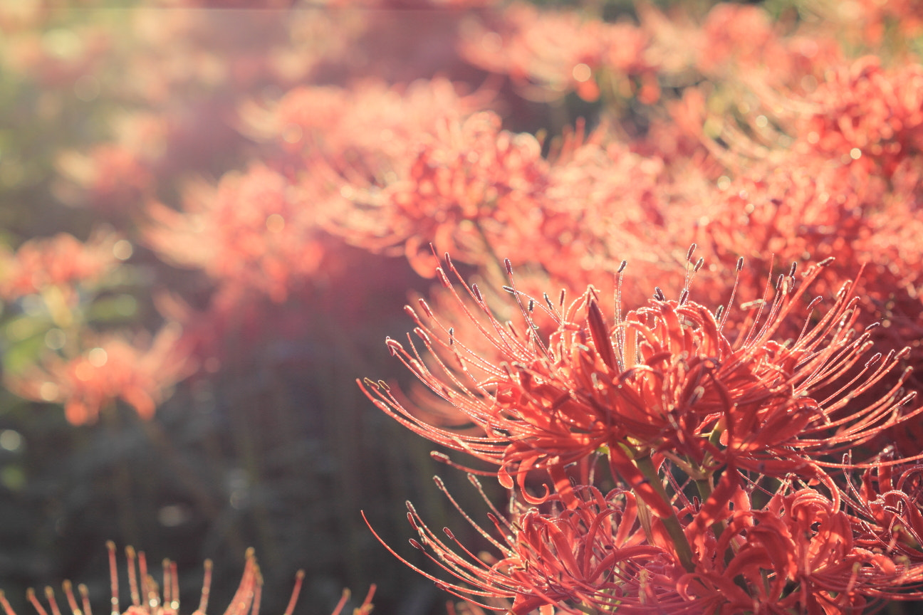 ZEISS Makro-Planar T* 50mm F2 sample photo. Passion photography