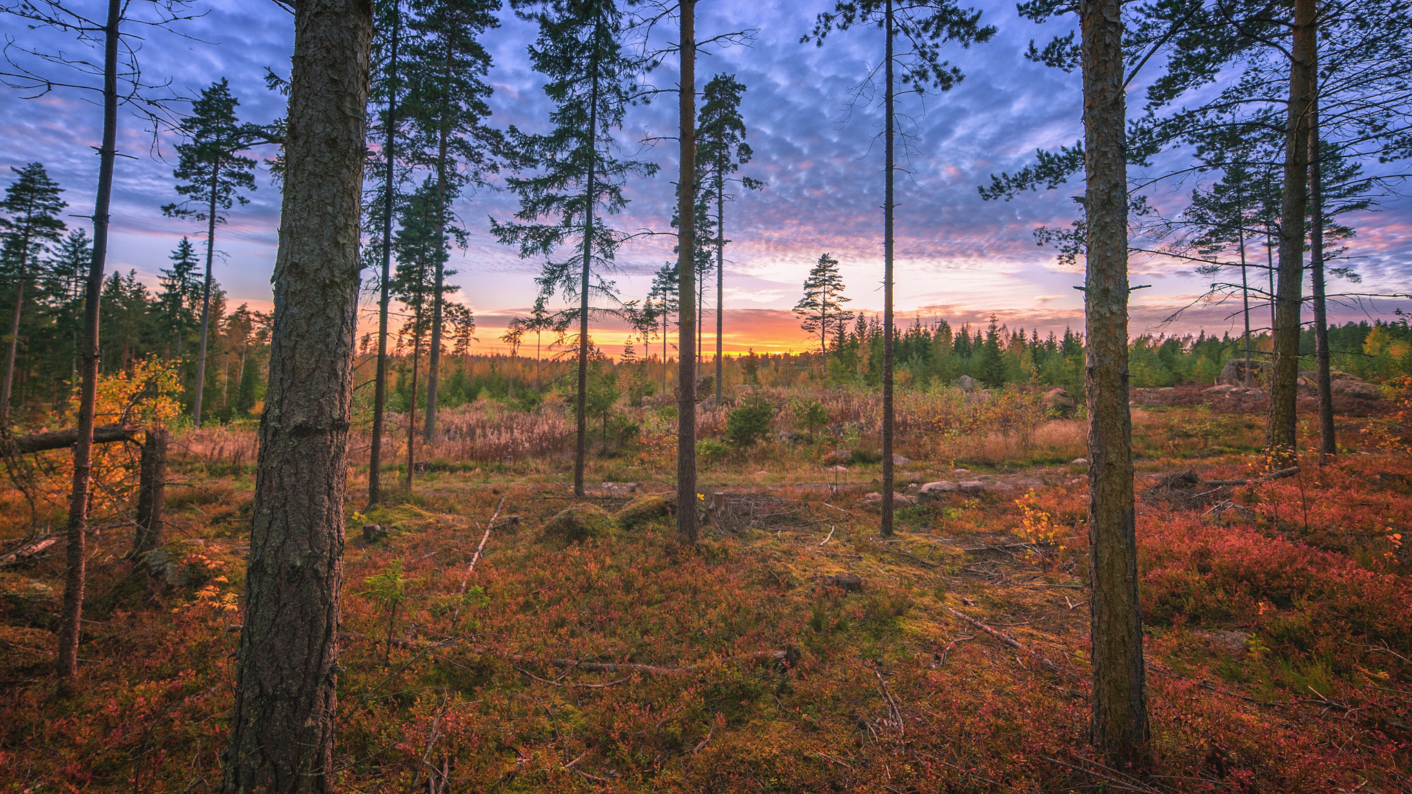 Nikon D3 sample photo. Autumn sunset photography