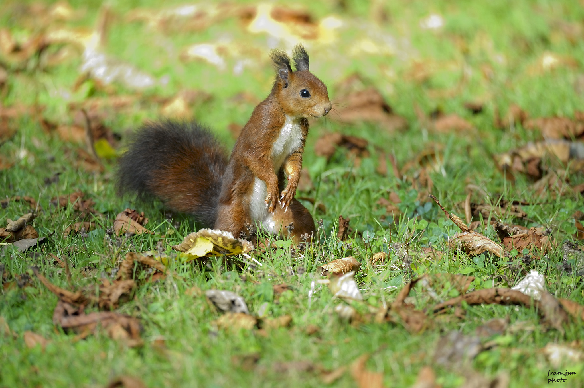 Sigma 150-600mm F5-6.3 DG OS HSM | S sample photo. Ardilla photography