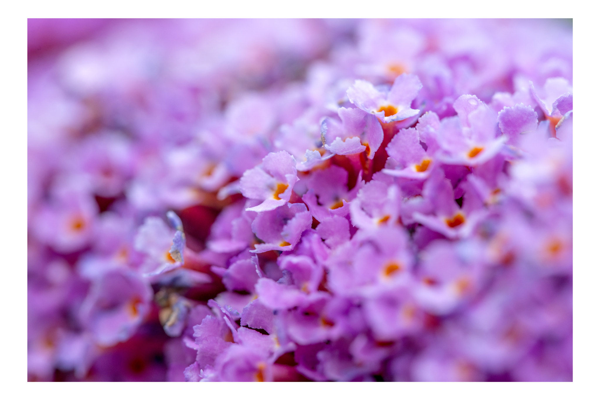 Nikon D600 sample photo. Fleurs photography
