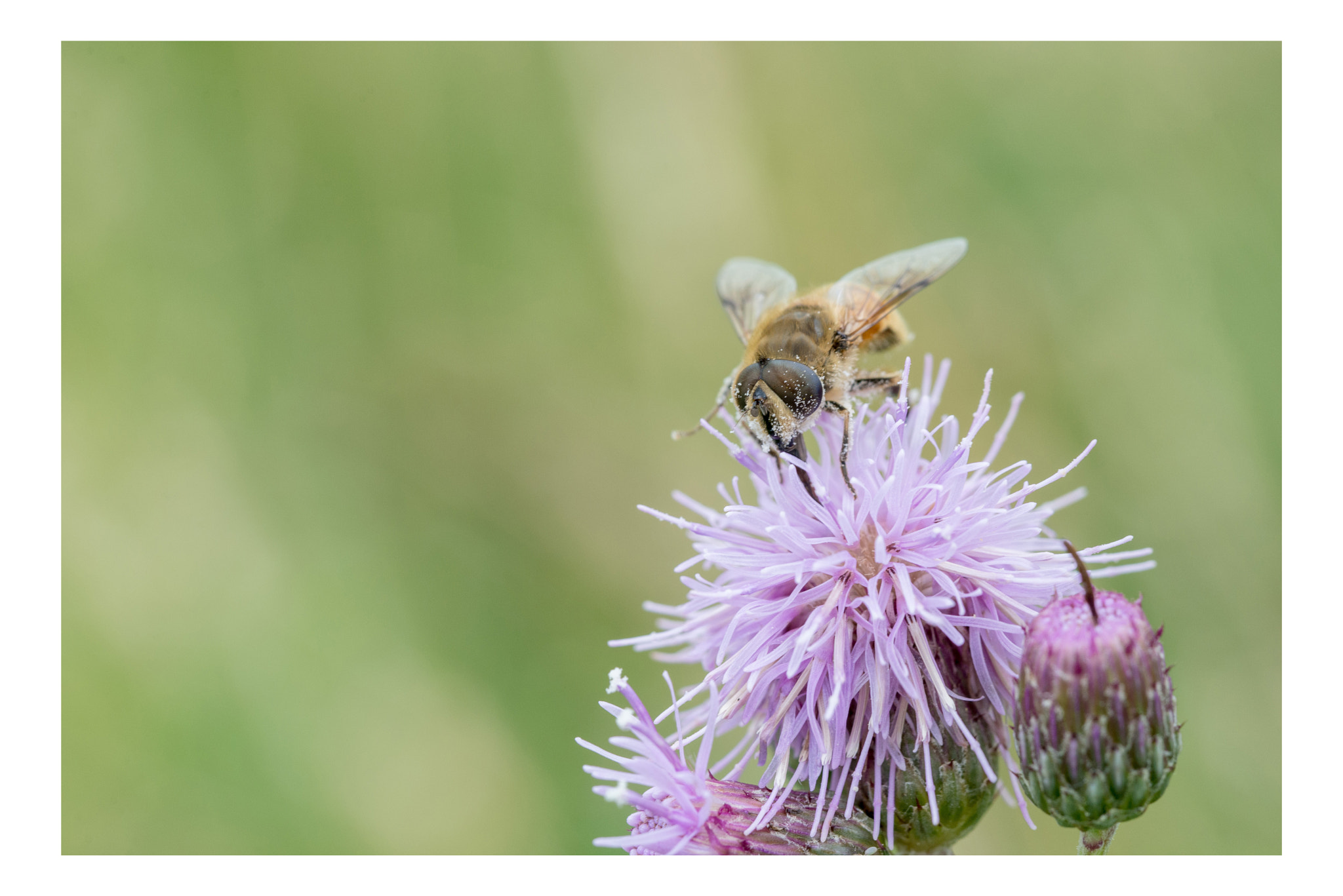 Nikon D600 sample photo. Abeille photography