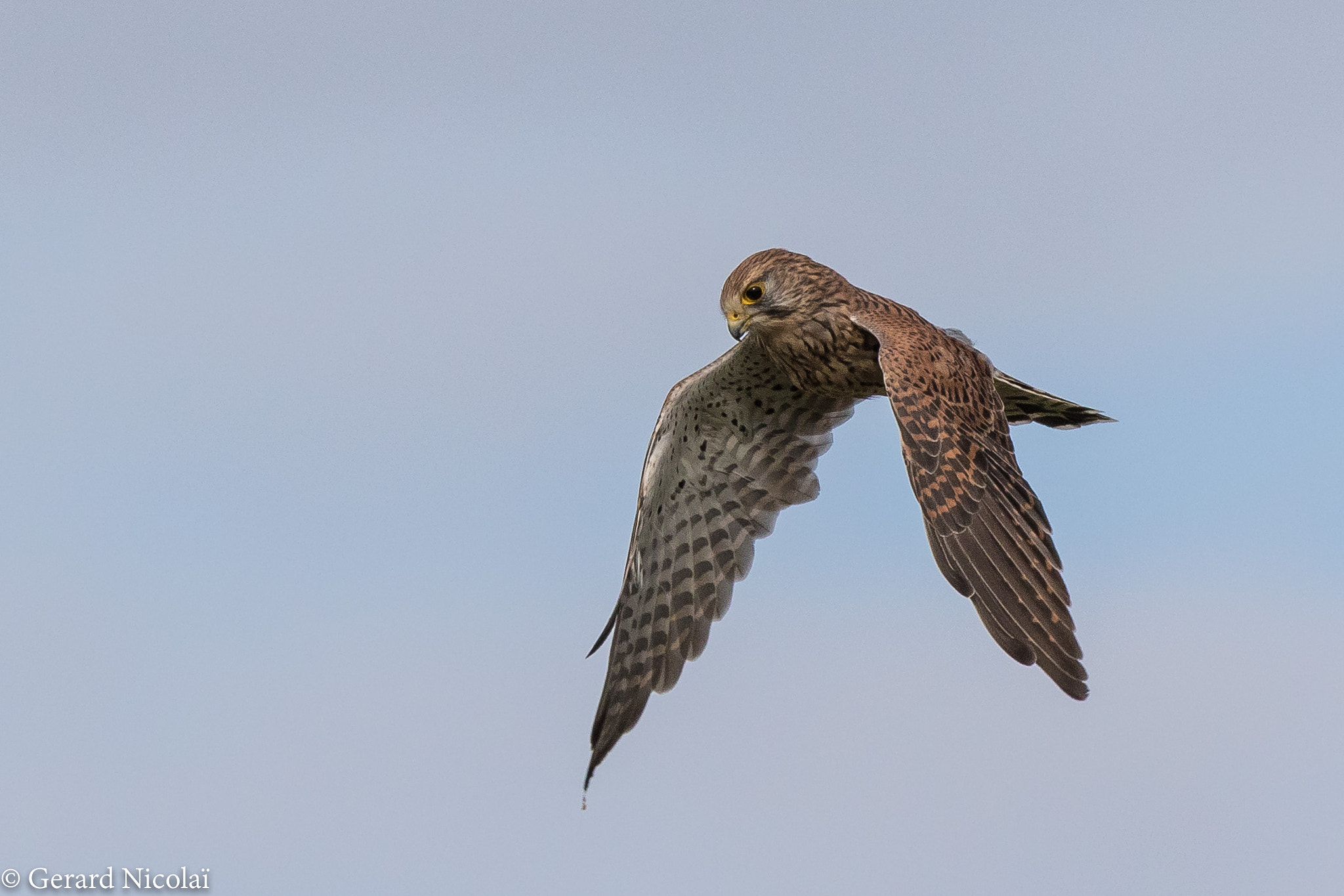 Canon EF 300mm F2.8L IS USM sample photo. Kestrel looking for food photography