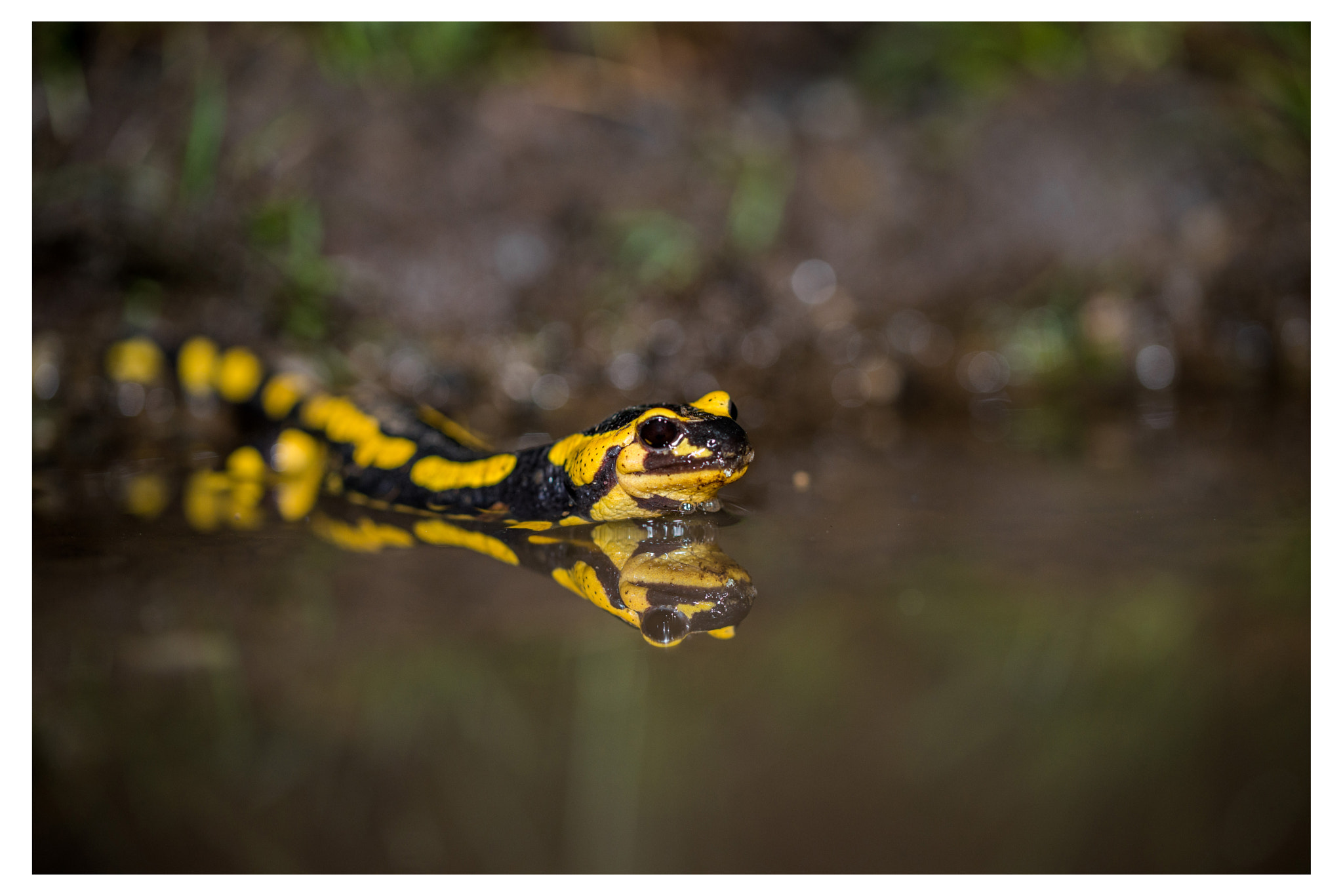 Nikon D600 sample photo. Salamandre tachetée photography