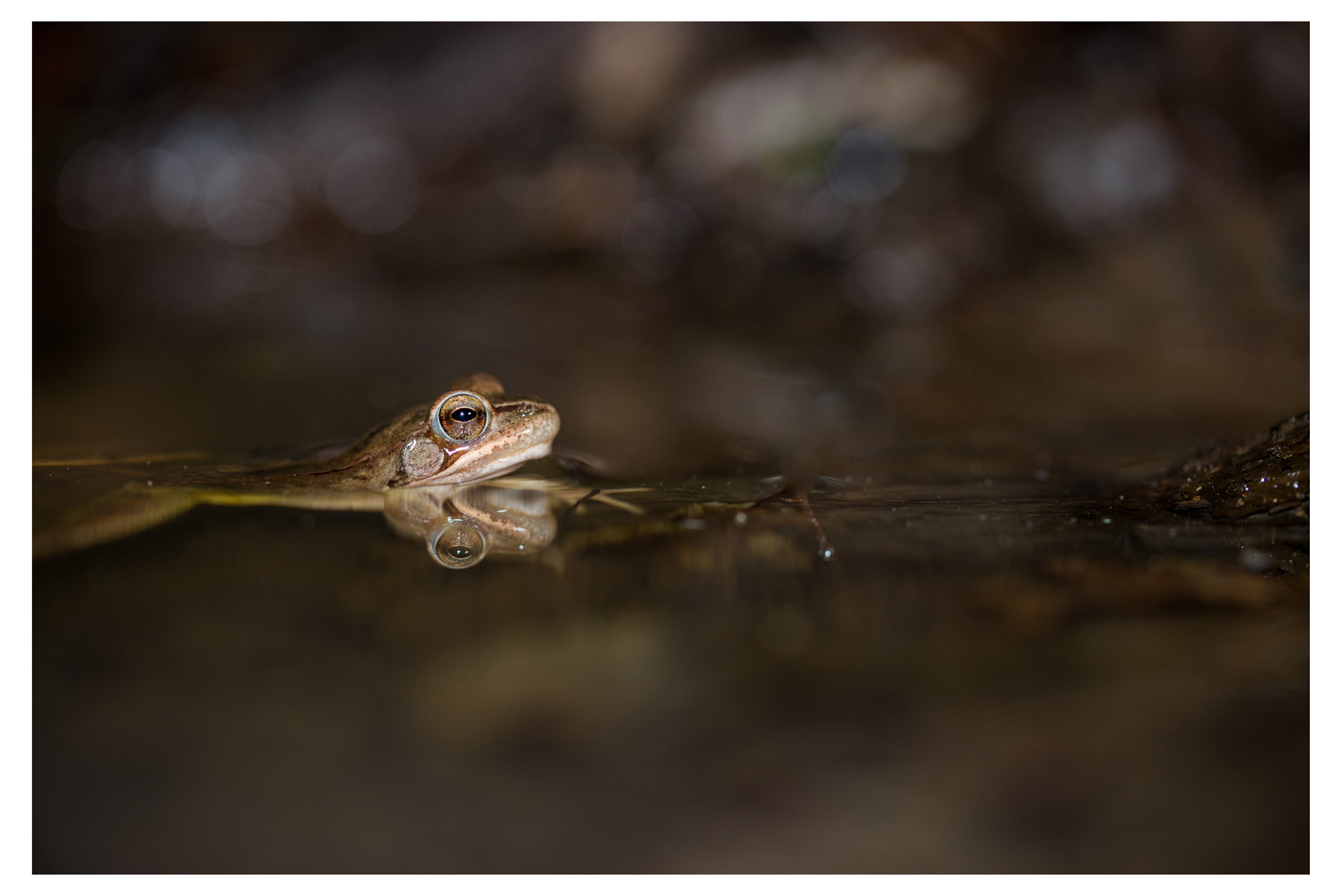 Nikon D600 sample photo. Grenouille agile photography