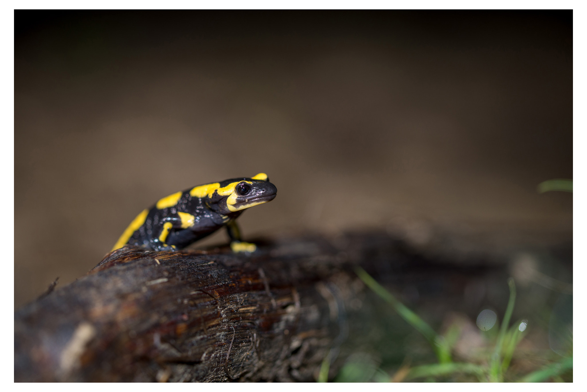 Nikon D600 sample photo. Salamandre tachetée photography