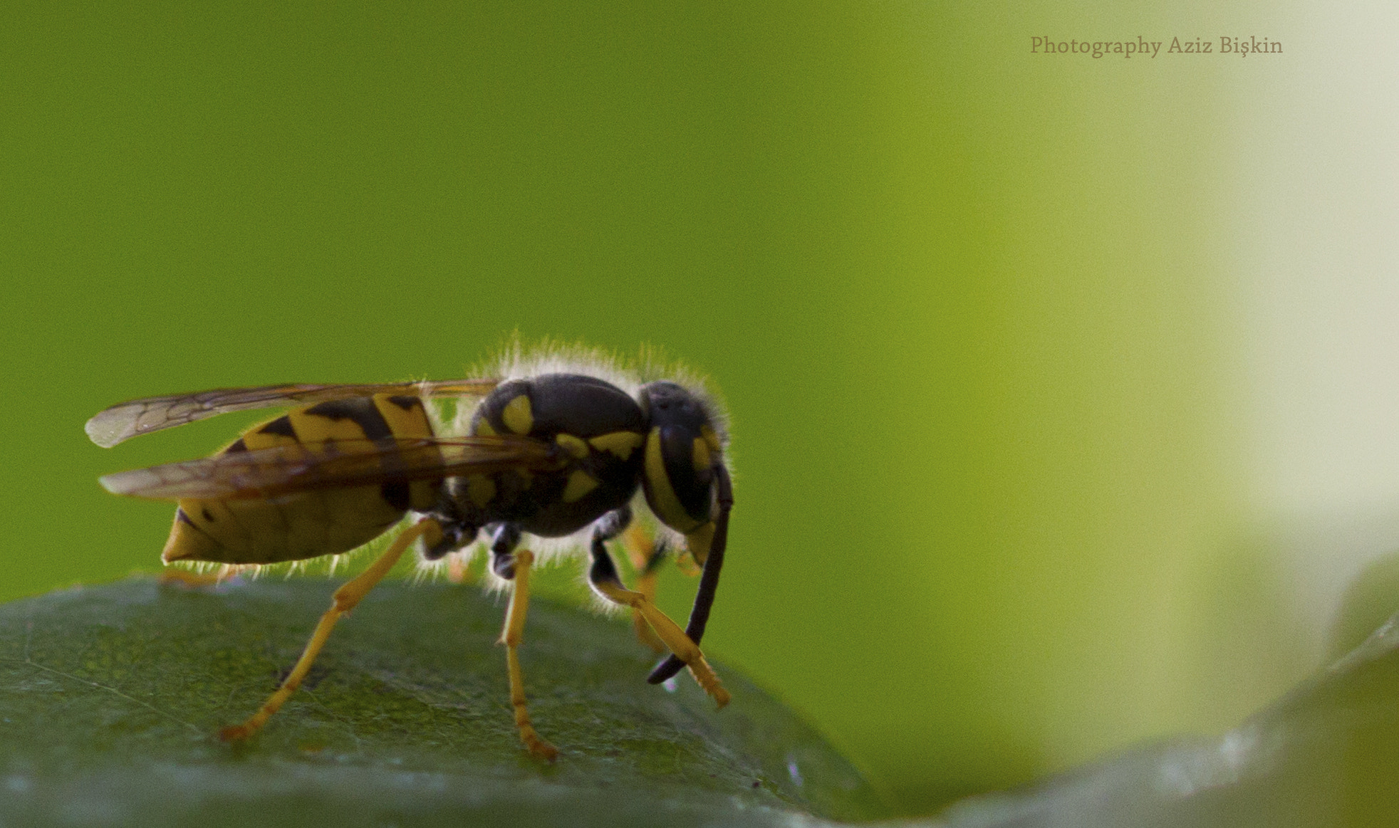 Sigma 105mm F2.8 EX DG OS HSM sample photo. Arı makro (aryan macro) photography