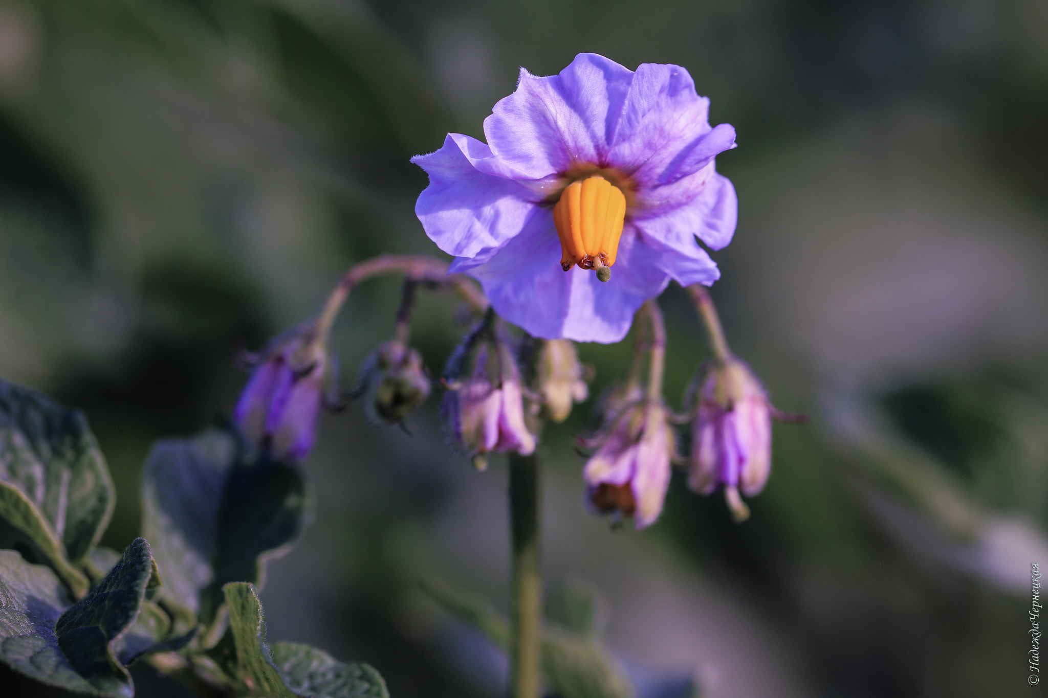 Canon EOS 750D (EOS Rebel T6i / EOS Kiss X8i) + Canon EF 100mm F2.8L Macro IS USM sample photo. Картошечка - хлеб наш насущный. potatoes - our daily bread photography