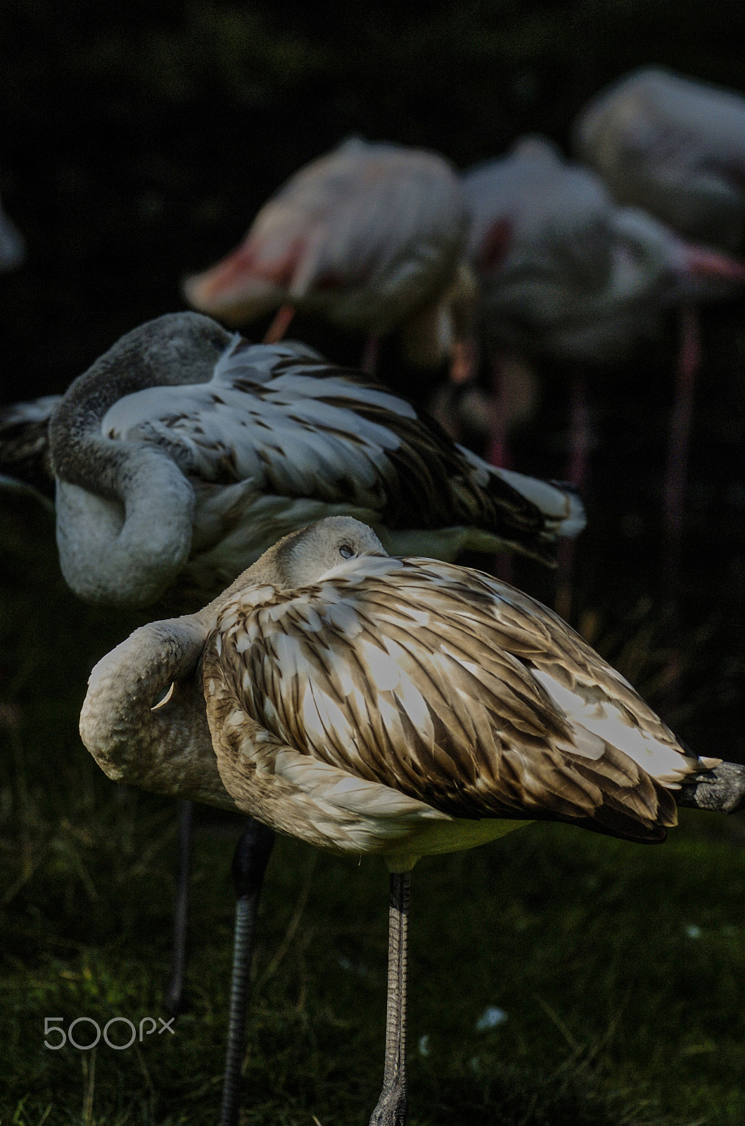 Nikon D2H sample photo. Flamingo sleeping photography