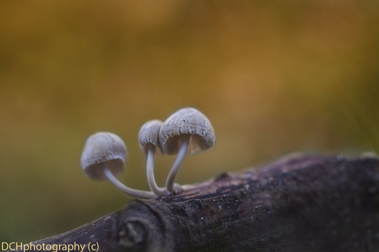 Canon EF 100mm F2.8L Macro IS USM sample photo. Golden rain photography