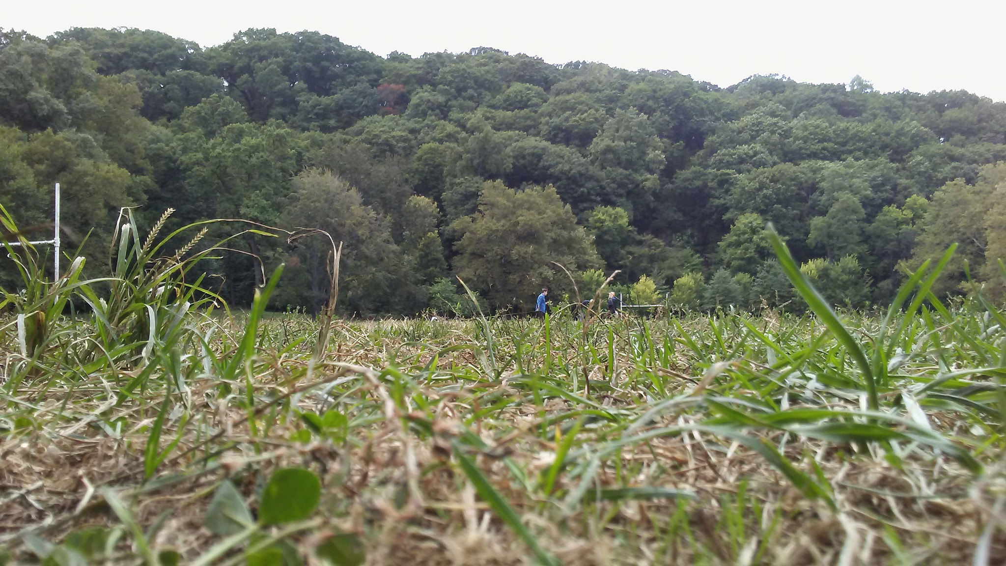 LG M1 sample photo. Inwood park in inwood, manhattan. photography
