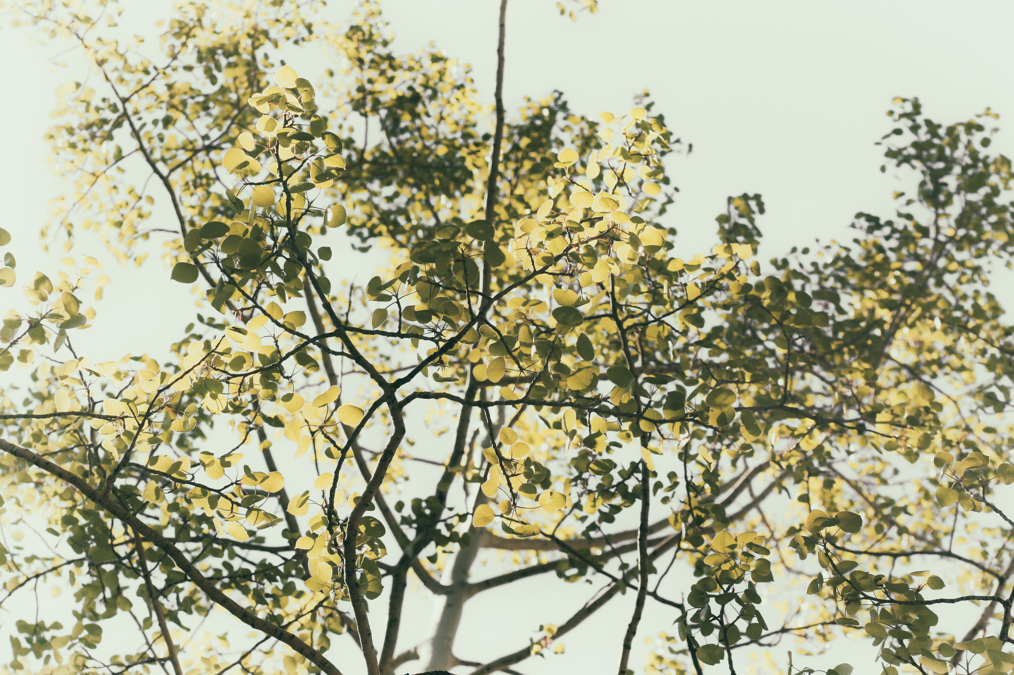 Canon EF 28-80mm f/2.8-4L sample photo. Little leaves photography