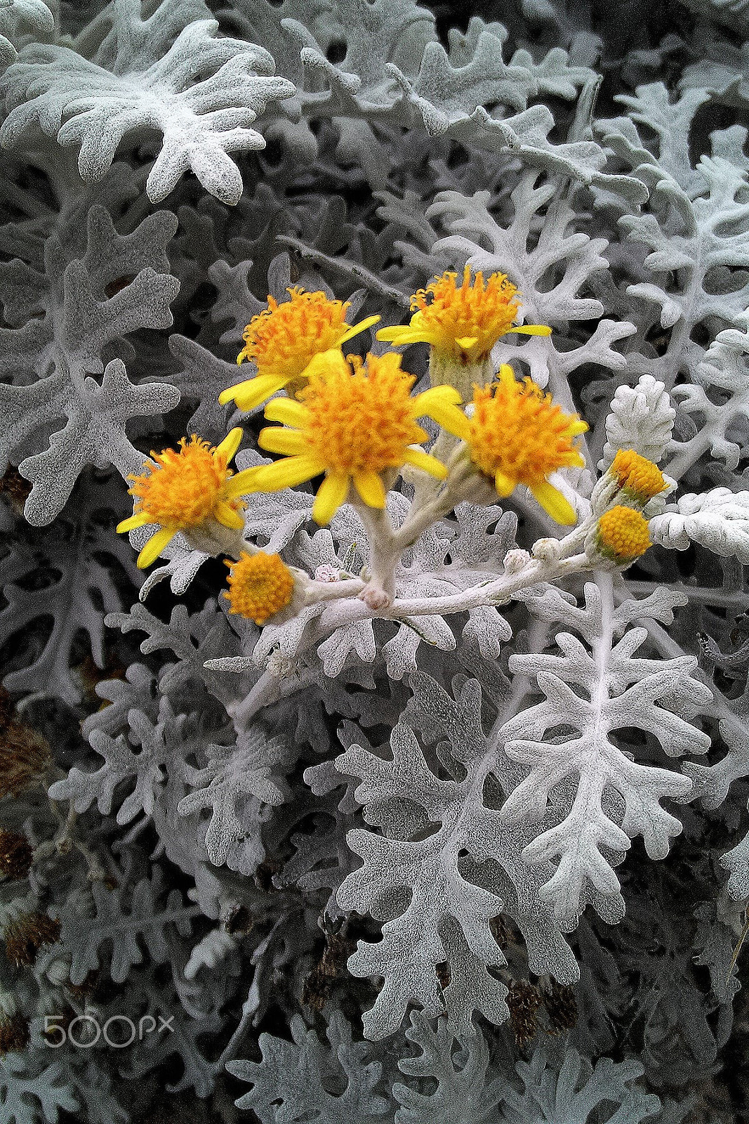 ASUS T00G sample photo. Yellow flowers with white leaves photography