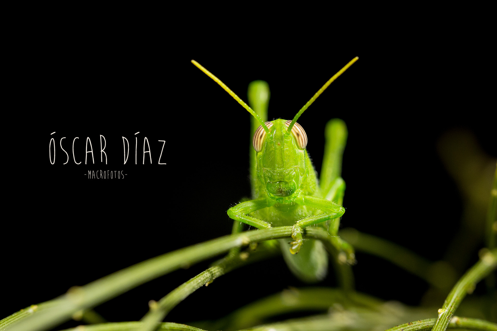 Canon EOS 60D + Canon EF 100mm F2.8L Macro IS USM sample photo. Saltamonte verde photography