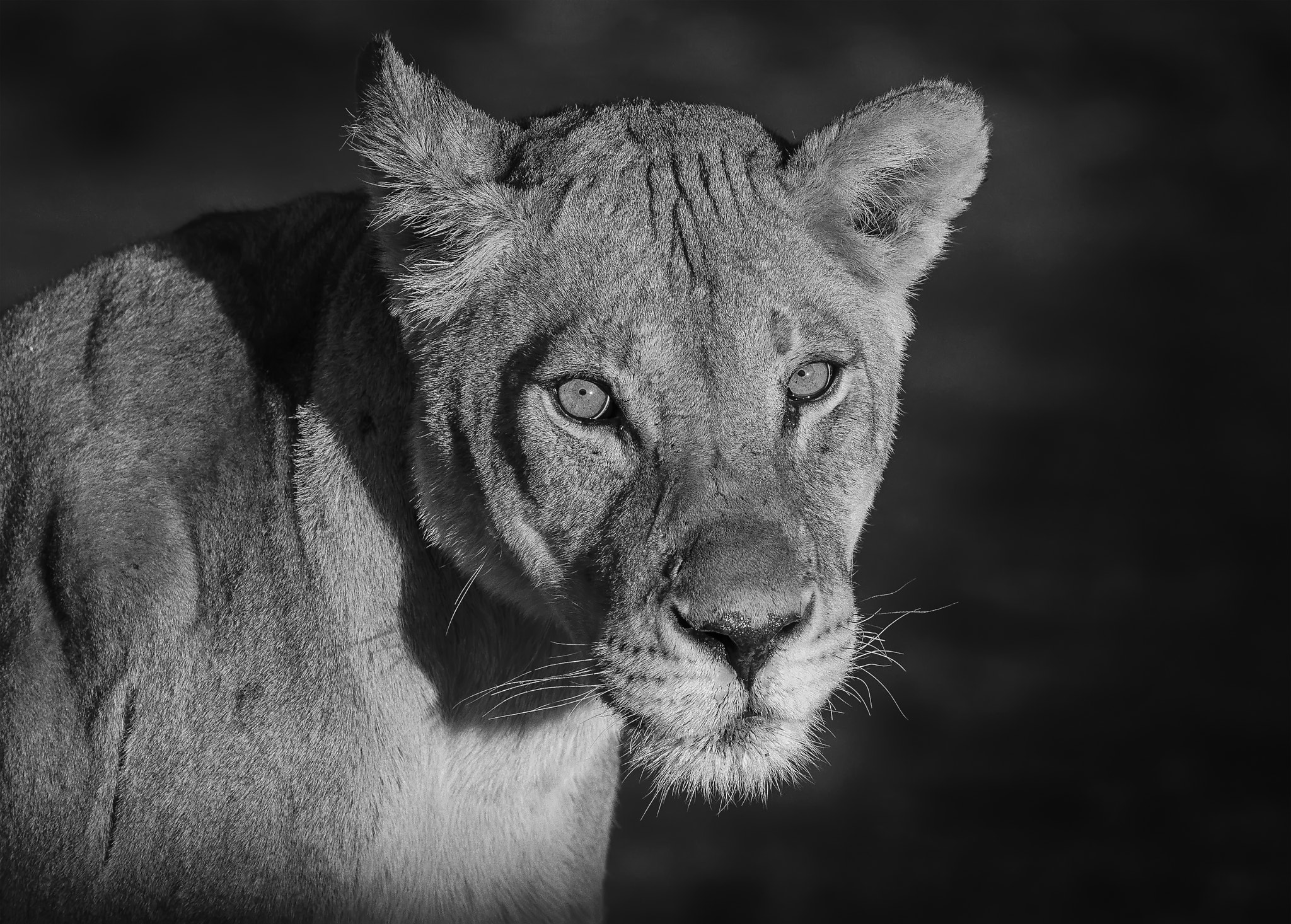 Nikon D4 + Nikon AF-S Nikkor 600mm F4G ED VR sample photo. Lioness in black and white. photography