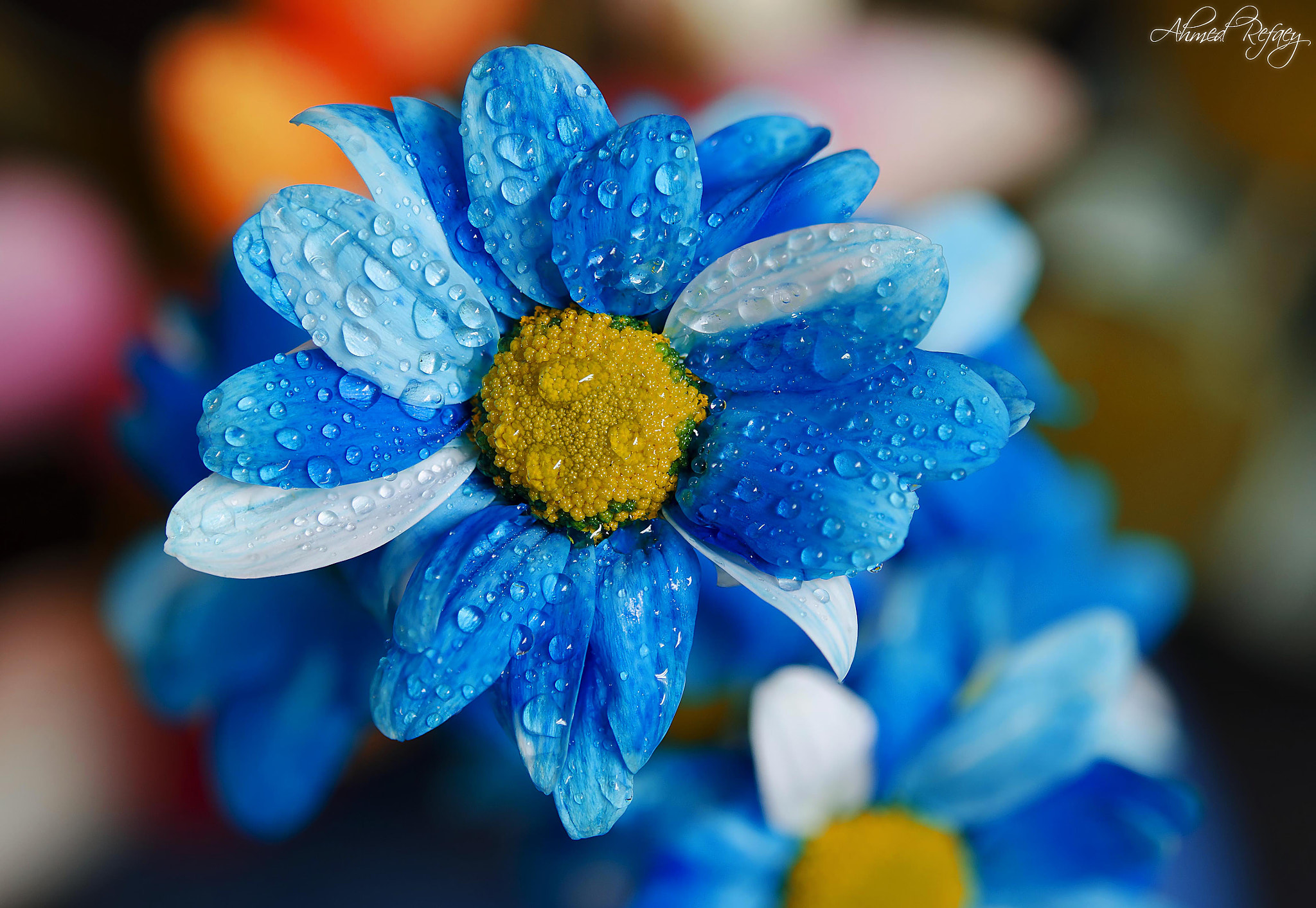 Nikon AF-S Micro-Nikkor 60mm F2.8G ED sample photo. Beauty photography