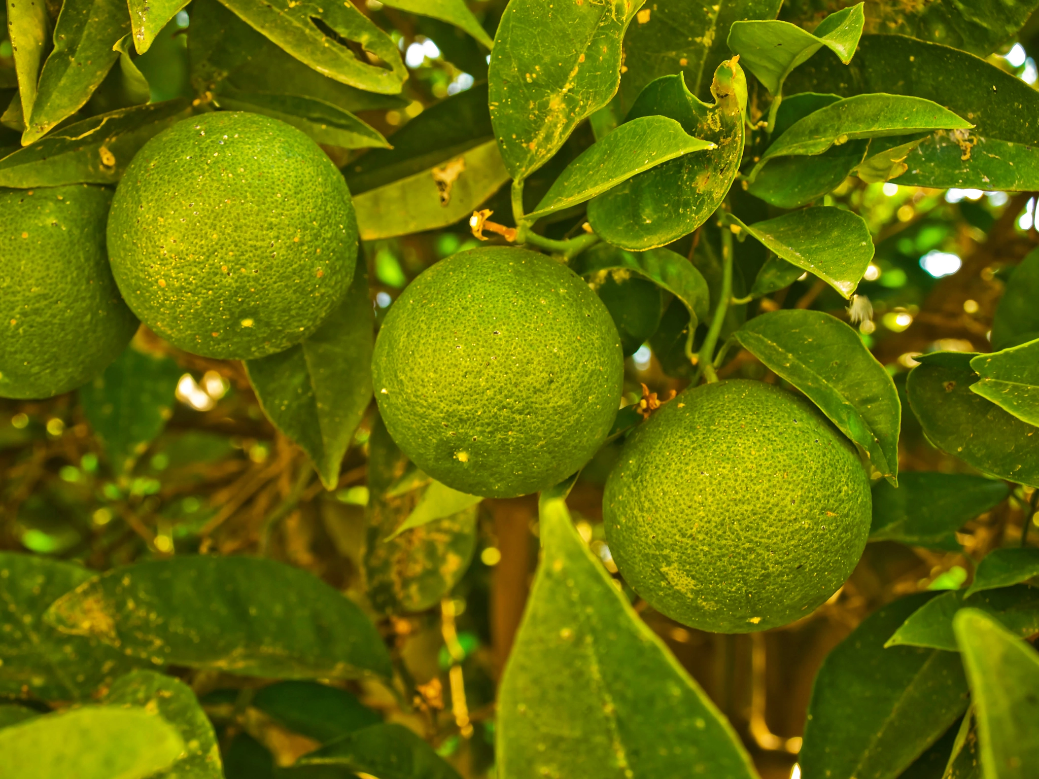 lime fruit on a tree