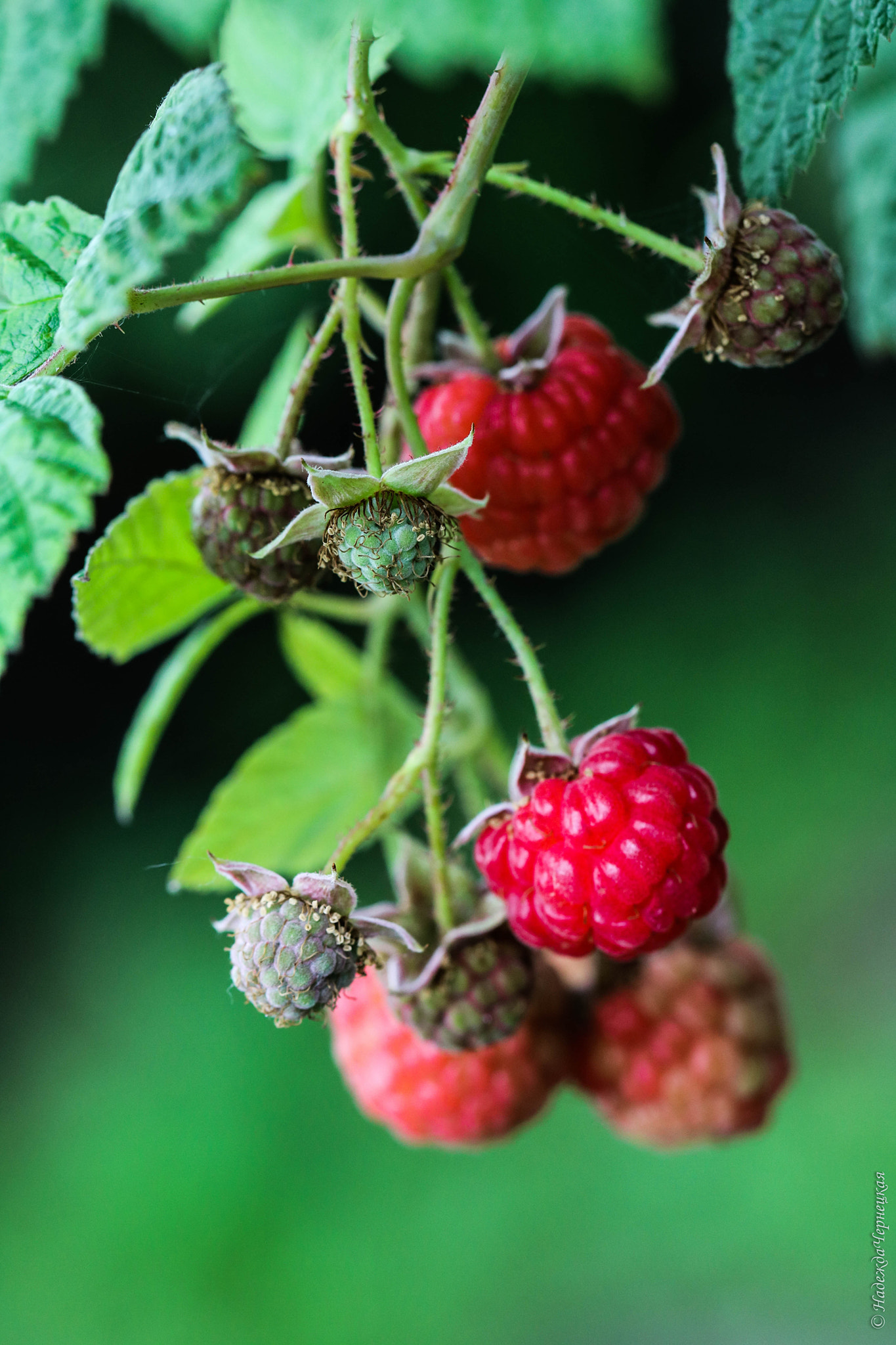 Canon EOS 750D (EOS Rebel T6i / EOS Kiss X8i) + Canon EF 100mm F2.8L Macro IS USM sample photo. Ягода малинка. berry malinka. photography