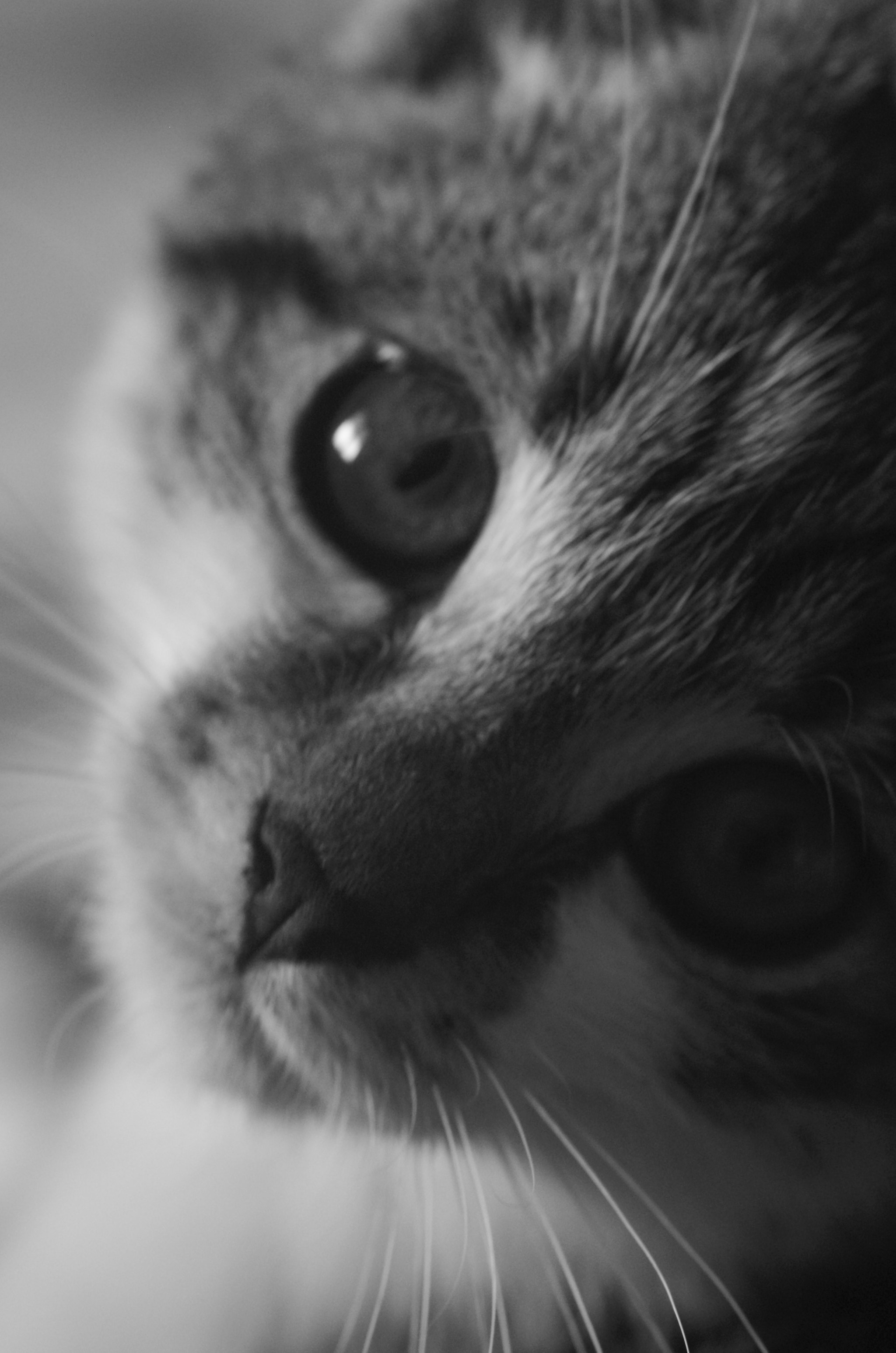 Pentax K-30 + A Series Lens sample photo. Misha i photography