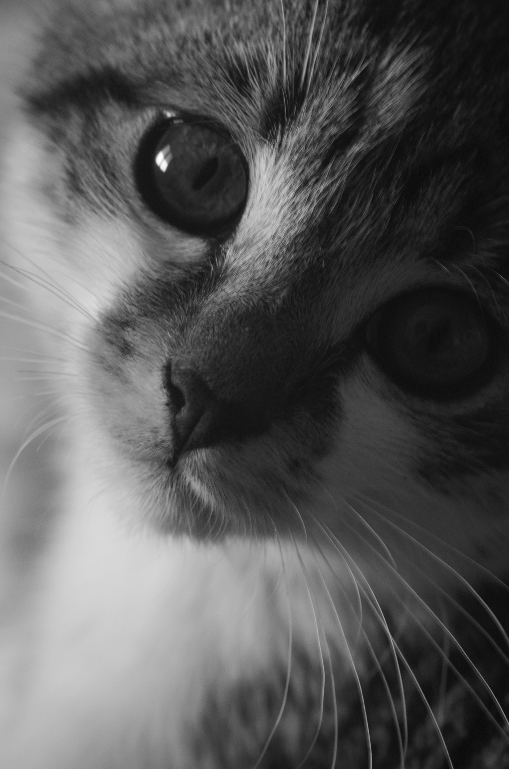 Pentax K-30 + A Series Lens sample photo. Misha ii photography