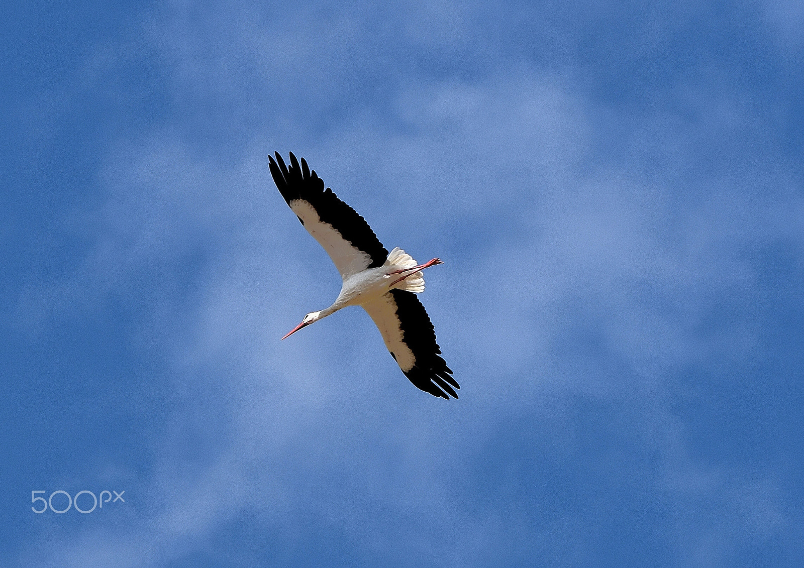 Tamron SP 70-200mm F2.8 Di VC USD sample photo. Stork. (ciconia ciconia) photography