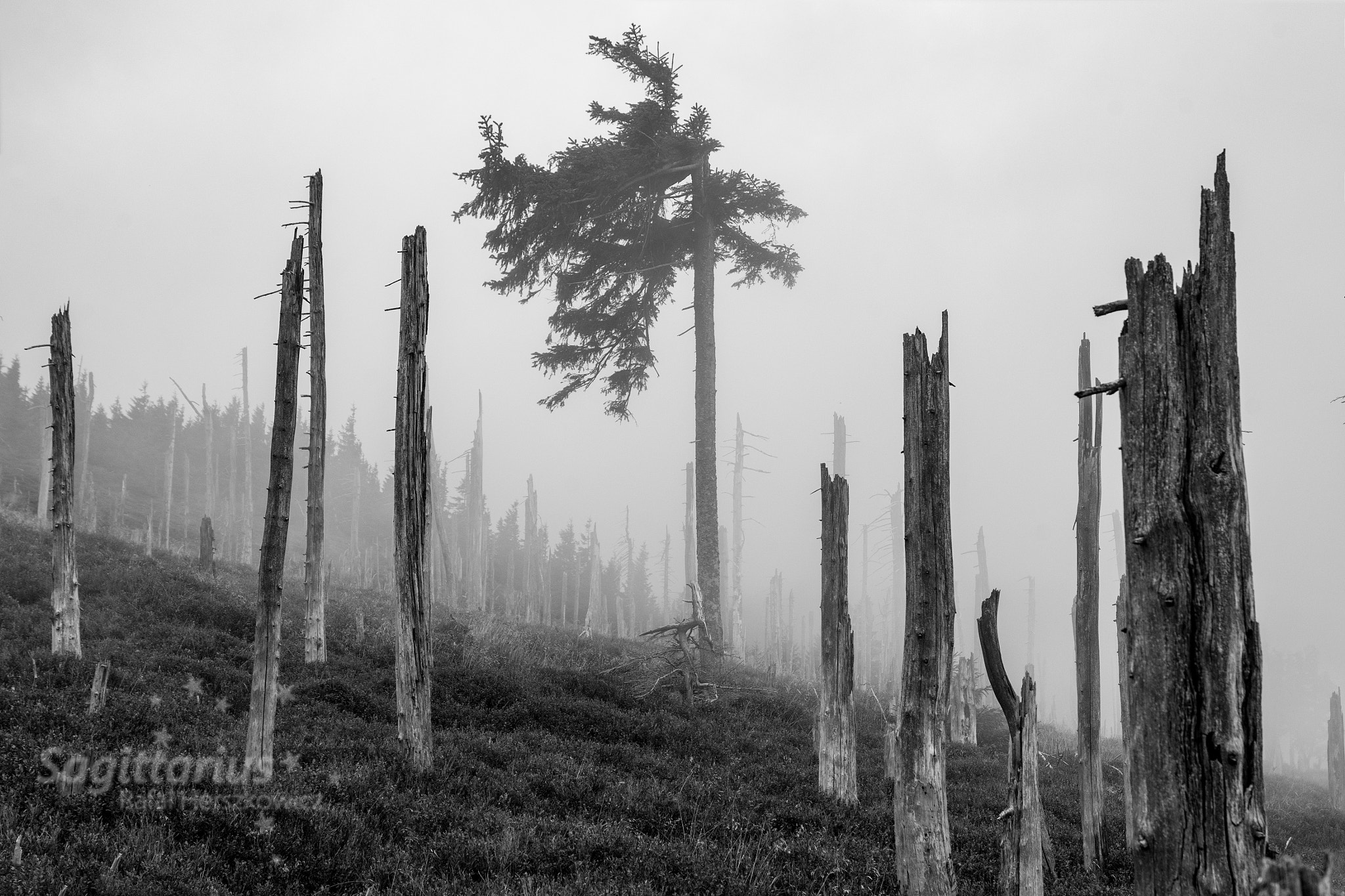 Pentax K-30 sample photo. Dead trees photography