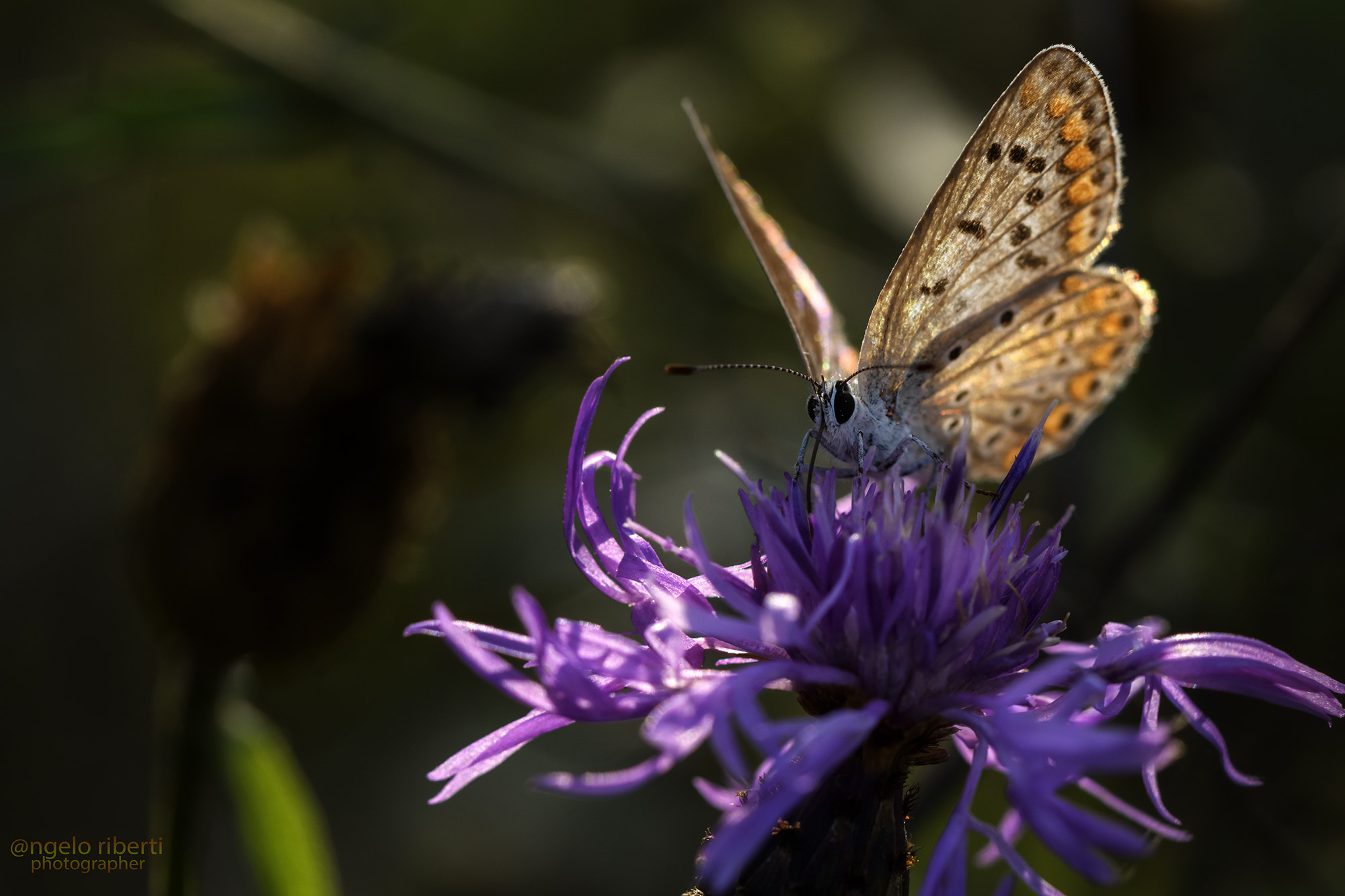 Nikon D500 sample photo. ... ma dove voli ... farfallina.. photography
