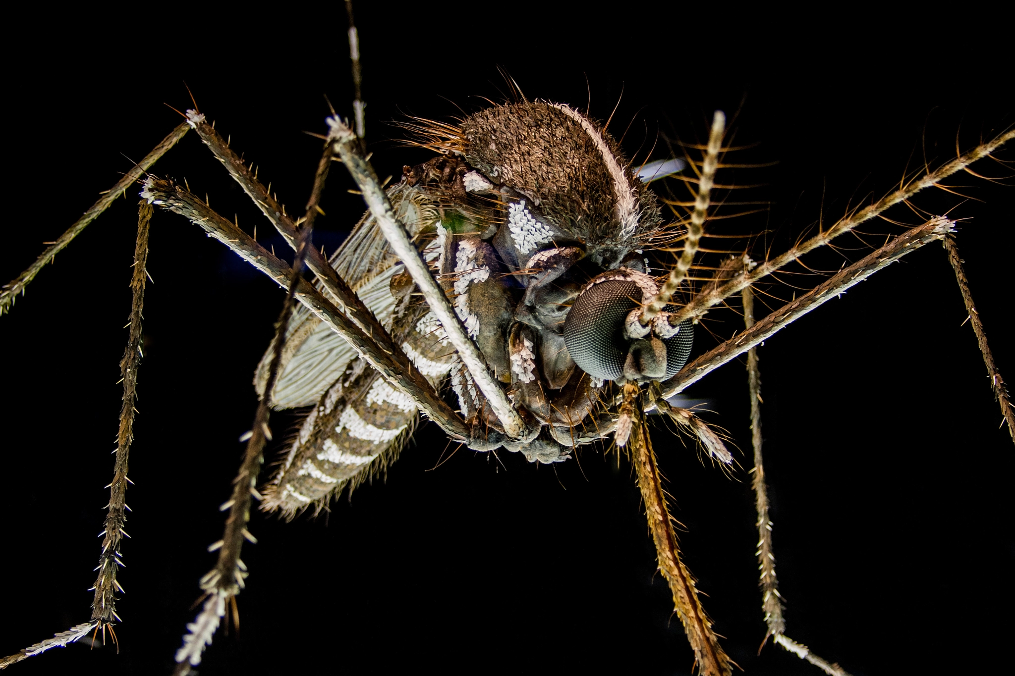 Canon EOS 400D (EOS Digital Rebel XTi / EOS Kiss Digital X) sample photo. Giant mosquito photography