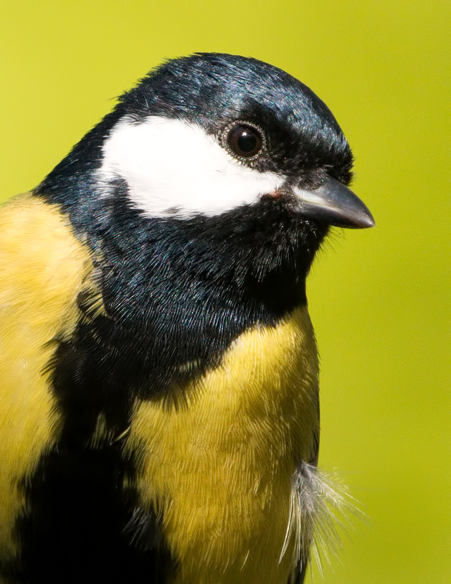 Nikon D800E + Nikon AF-S Nikkor 500mm F4G ED VR sample photo. Male great tit photography