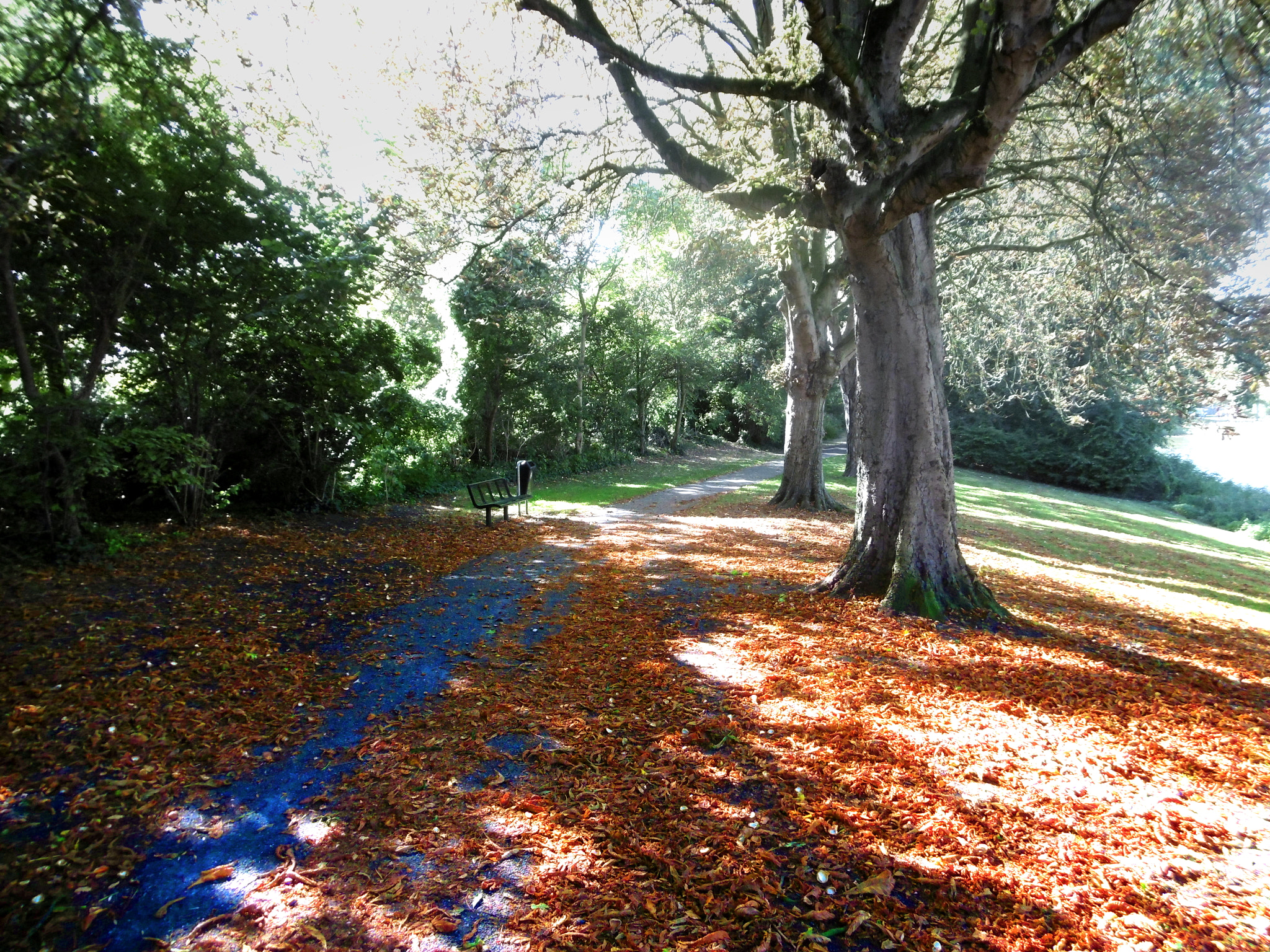 Panasonic DMC-SZ10 sample photo. Fallen autumn photography