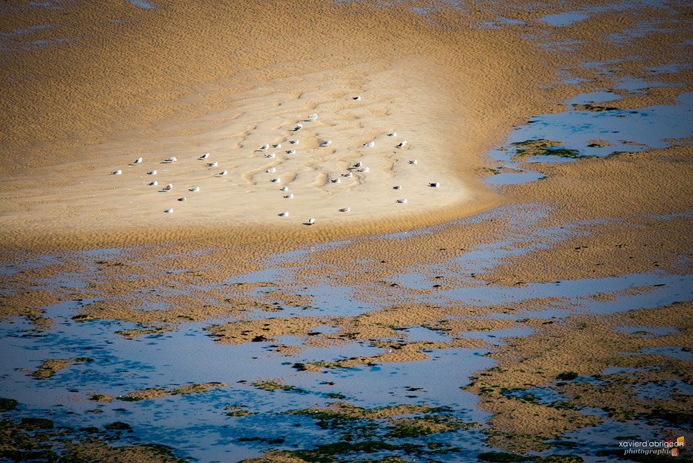 Sigma 150-500mm F5-6.3 DG OS HSM sample photo. La plage des oiseaux photography