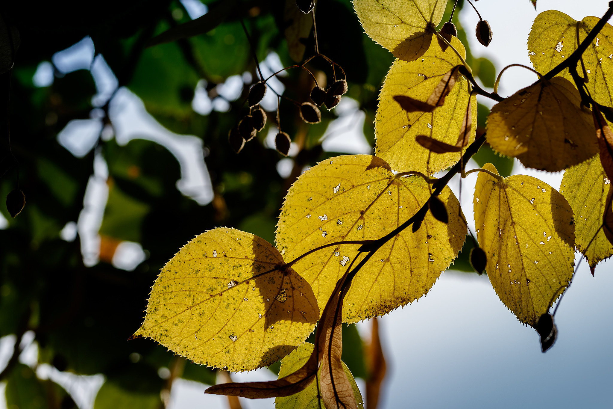 Canon EF 100mm F2.8L Macro IS USM sample photo. Autumn is ahead photography