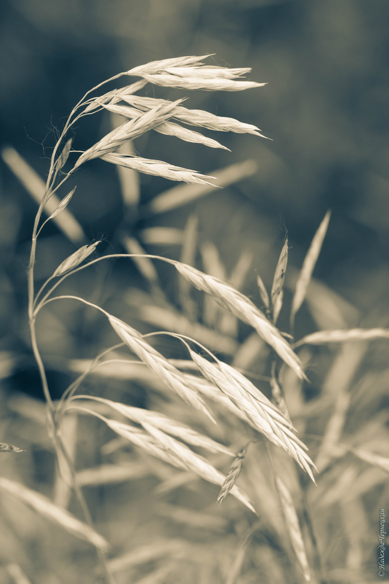 Canon EF 100mm F2.8L Macro IS USM sample photo. Колосок. spica. photography