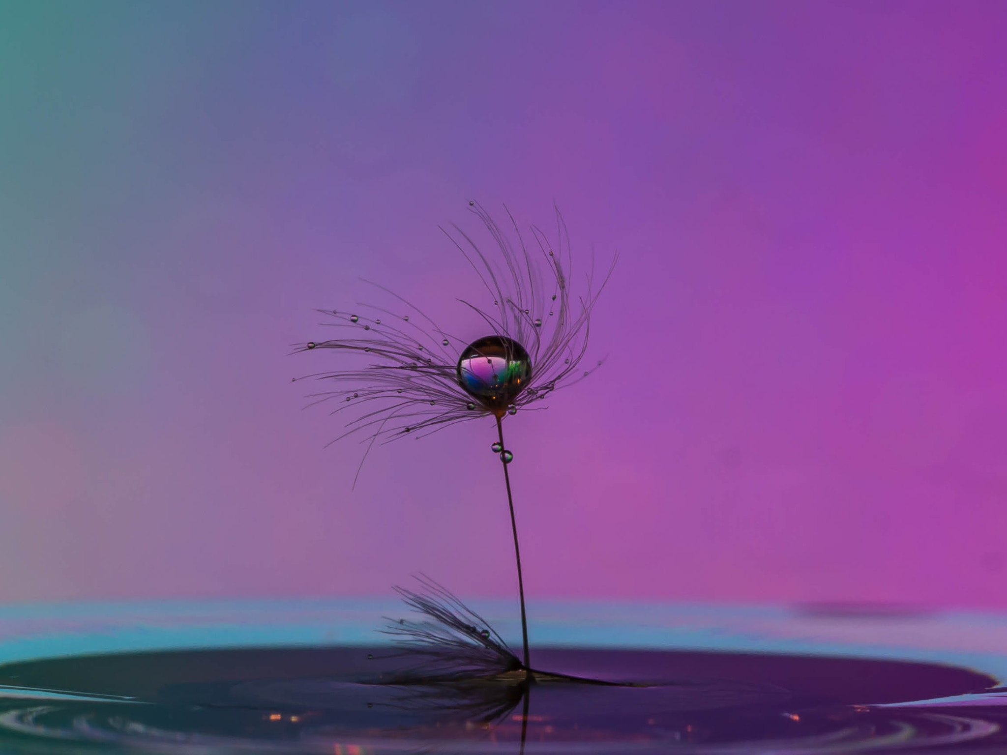 Canon EF 100mm F2.8 Macro USM sample photo. Dandelion seed photography