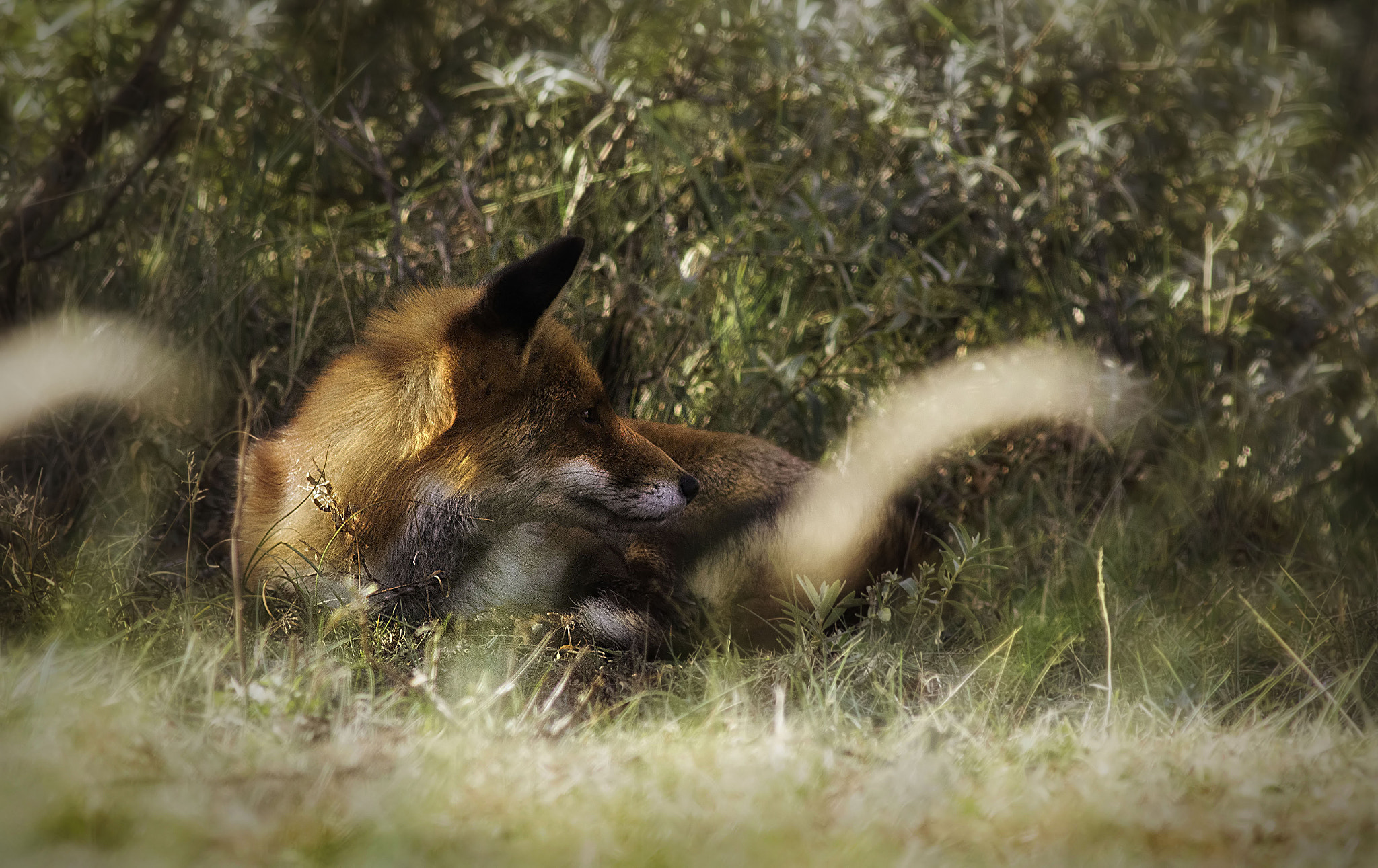 Canon EOS 7D Mark II sample photo. Red fox having a relax moment photography